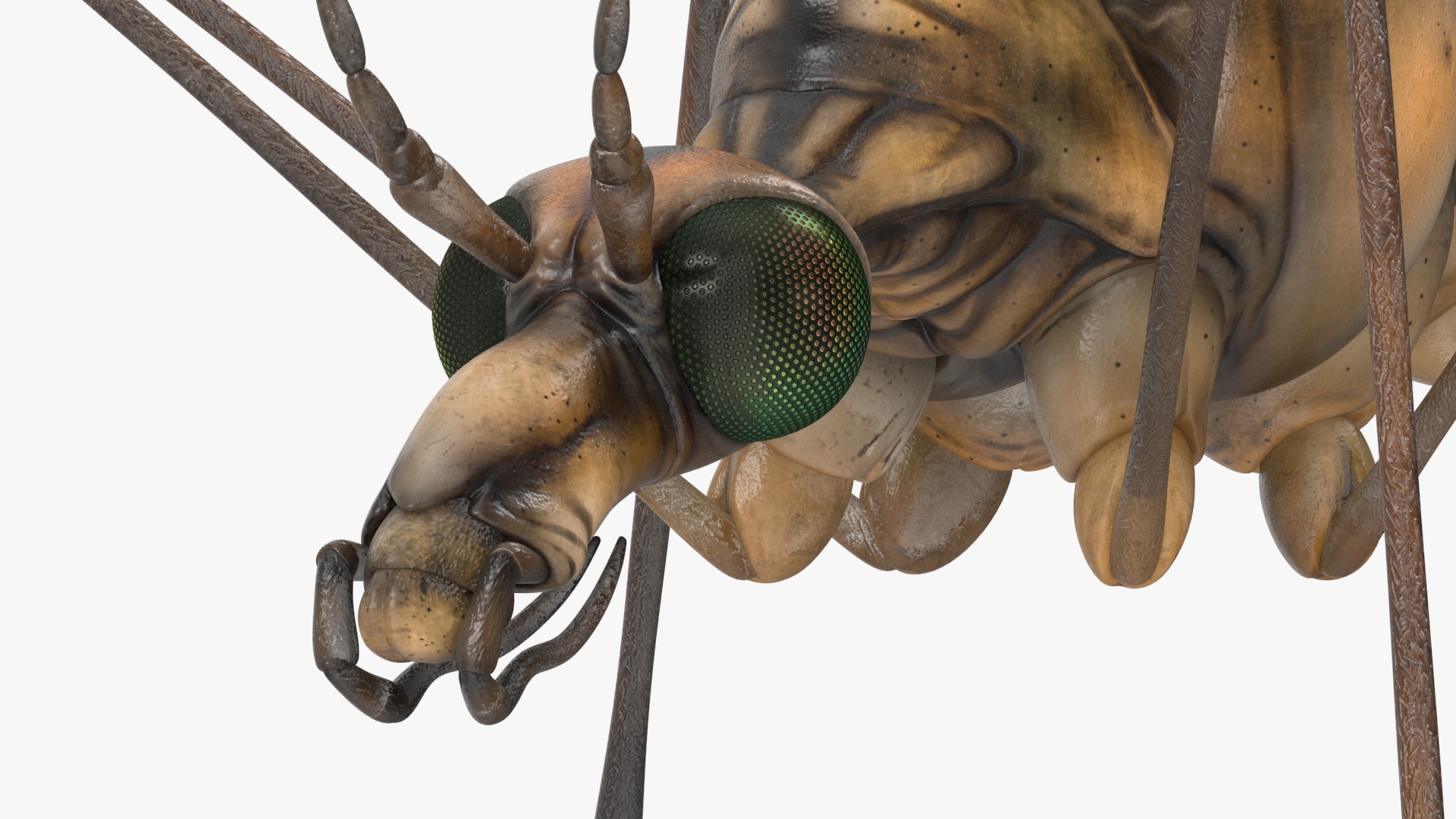 3D Mosquito Hawk Crane Fly Gollywhopper