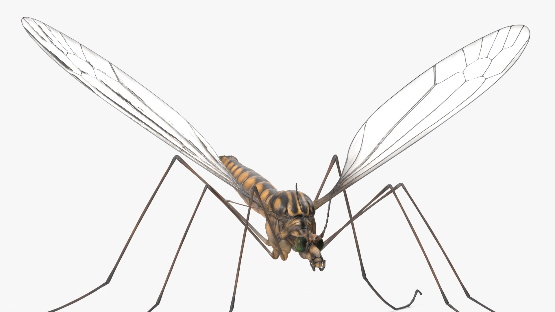 3D Mosquito Hawk Crane Fly Gollywhopper