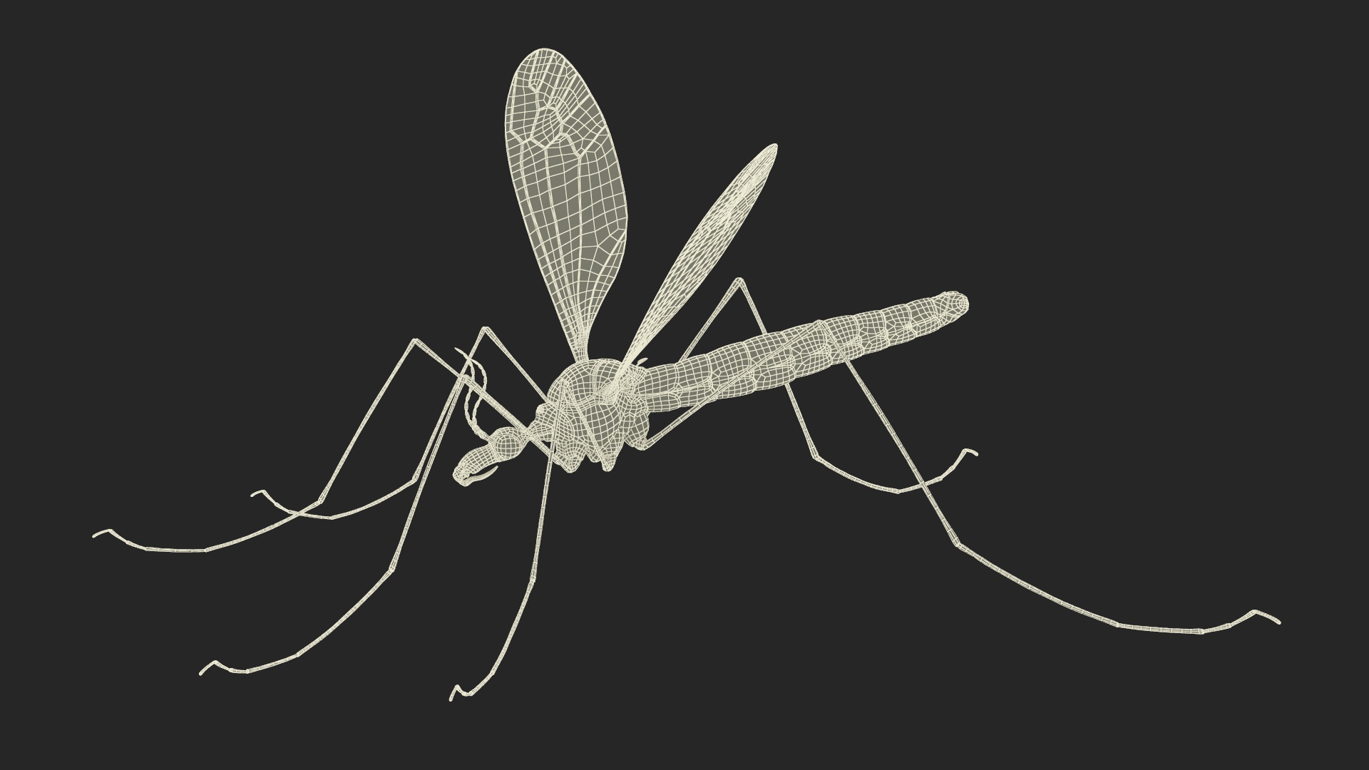 3D Mosquito Hawk Crane Fly Gollywhopper