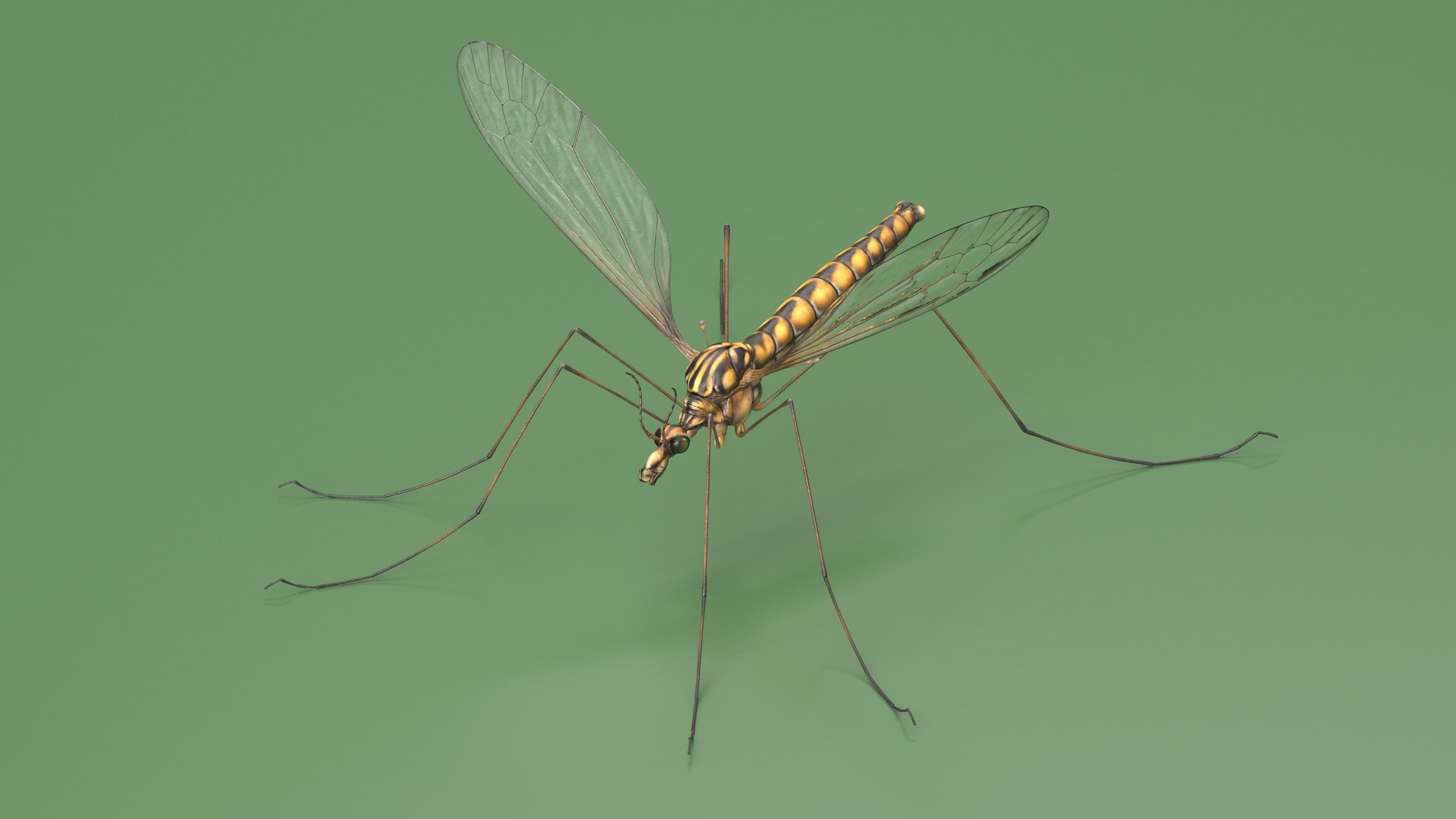 3D Mosquito Hawk Crane Fly Gollywhopper