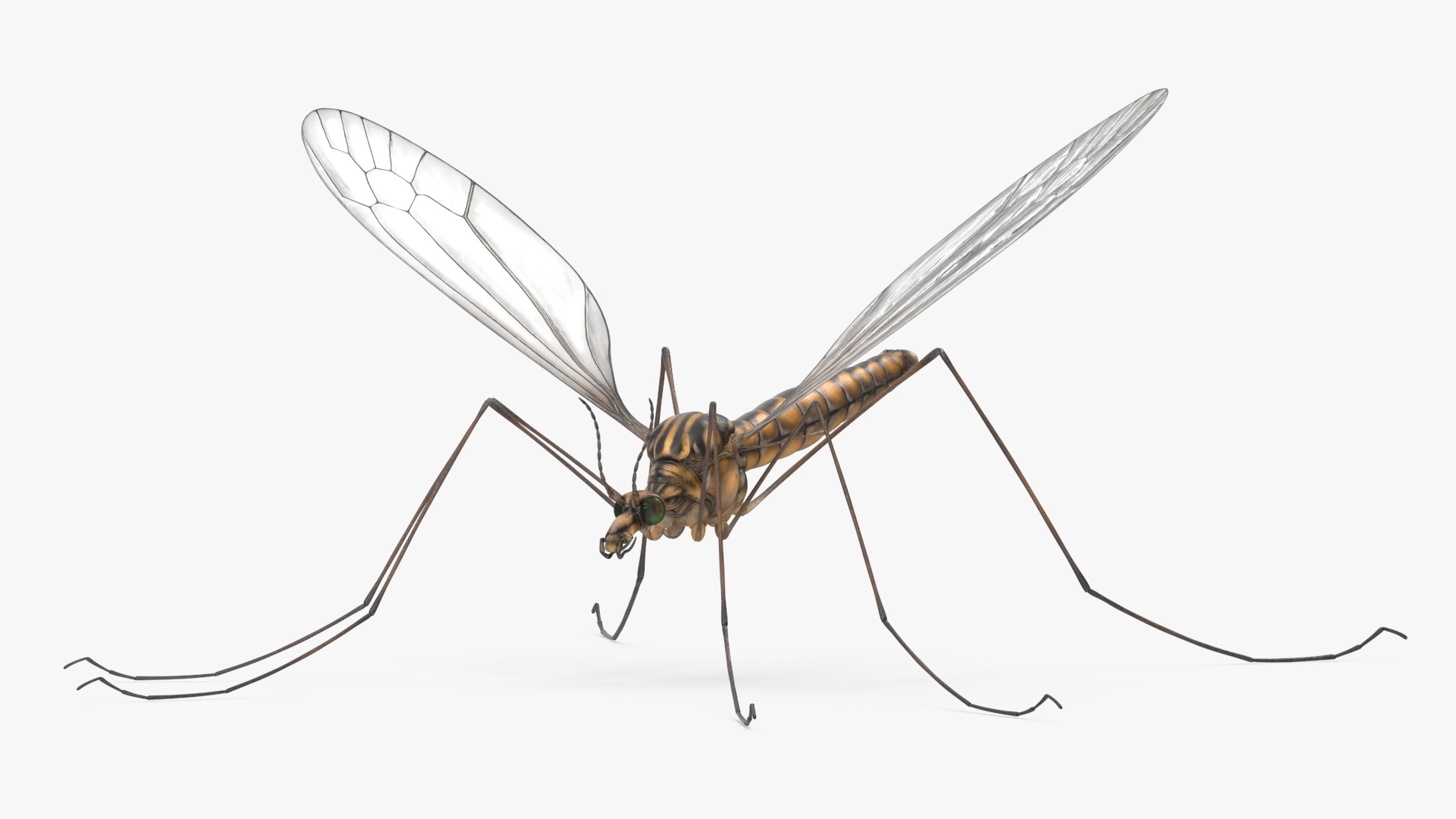 3D Mosquito Hawk Crane Fly Gollywhopper