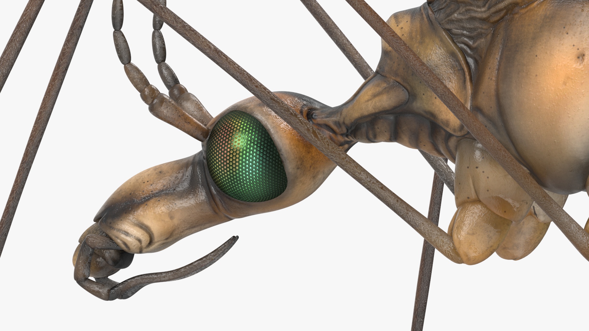 3D Mosquito Hawk Crane Fly Gollywhopper