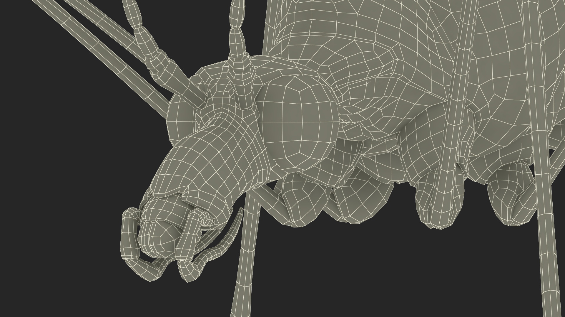 3D Mosquito Hawk Crane Fly Gollywhopper