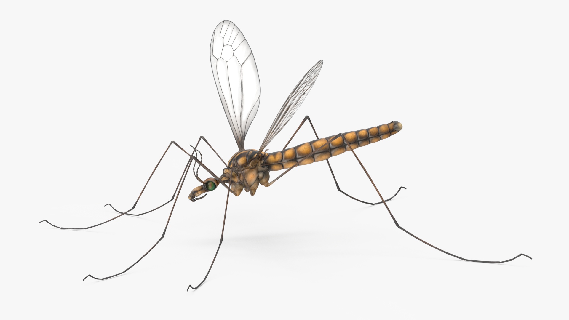 3D Mosquito Hawk Crane Fly Gollywhopper