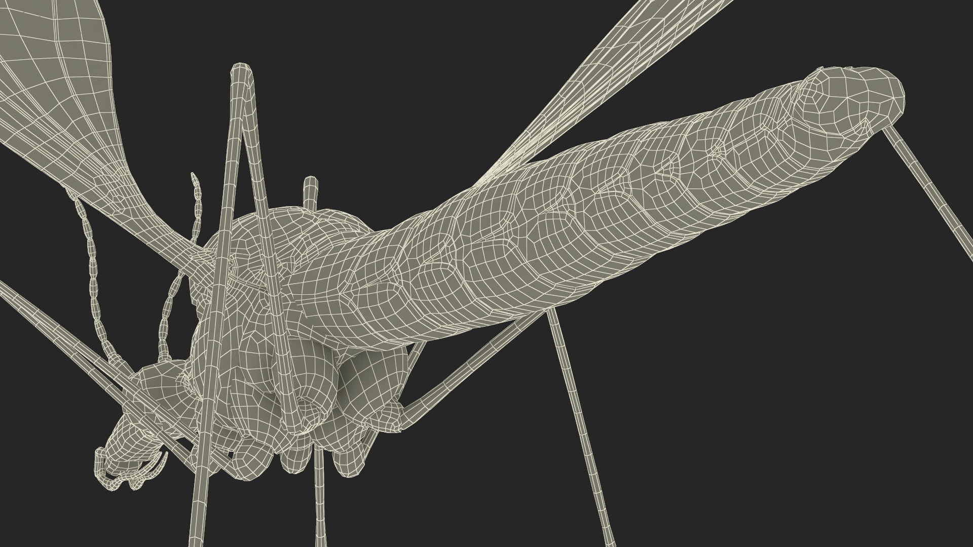 3D Mosquito Hawk Crane Fly Gollywhopper