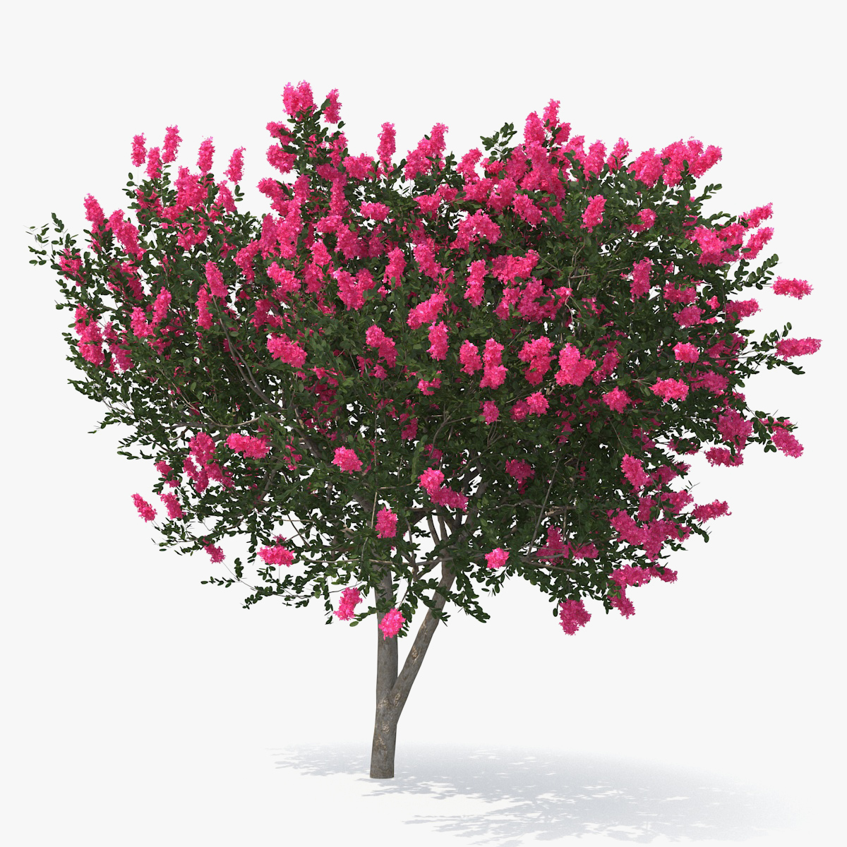 Tree Myrtle, view 3