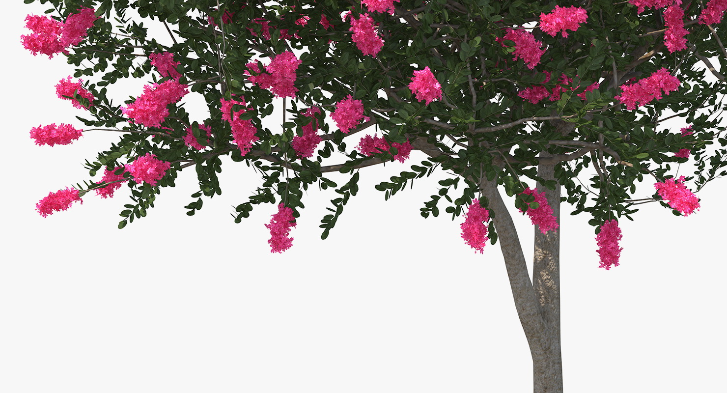 Evergreen Small Tree Myrtle 3D