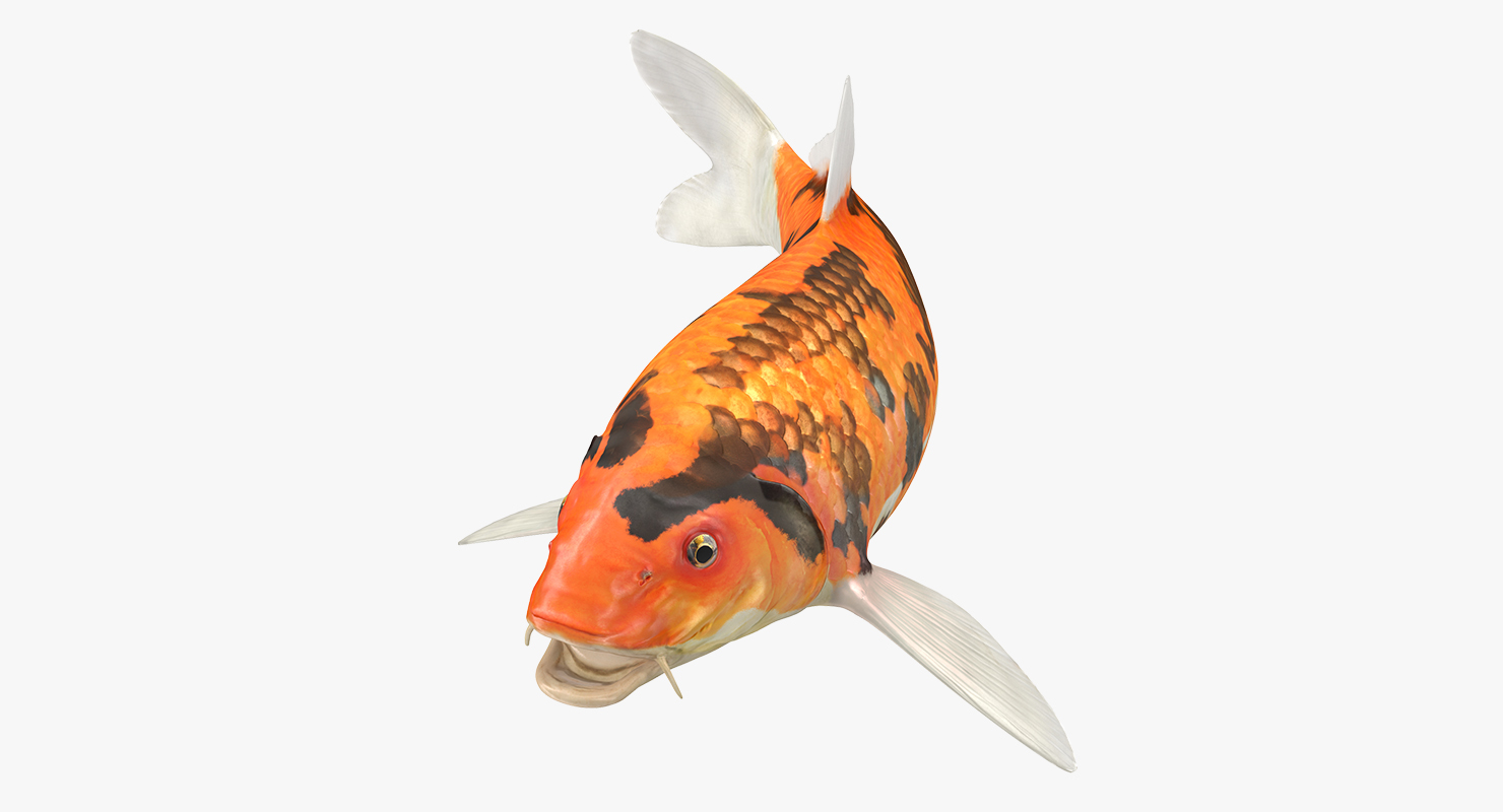 3D model Koi Fish Rigged