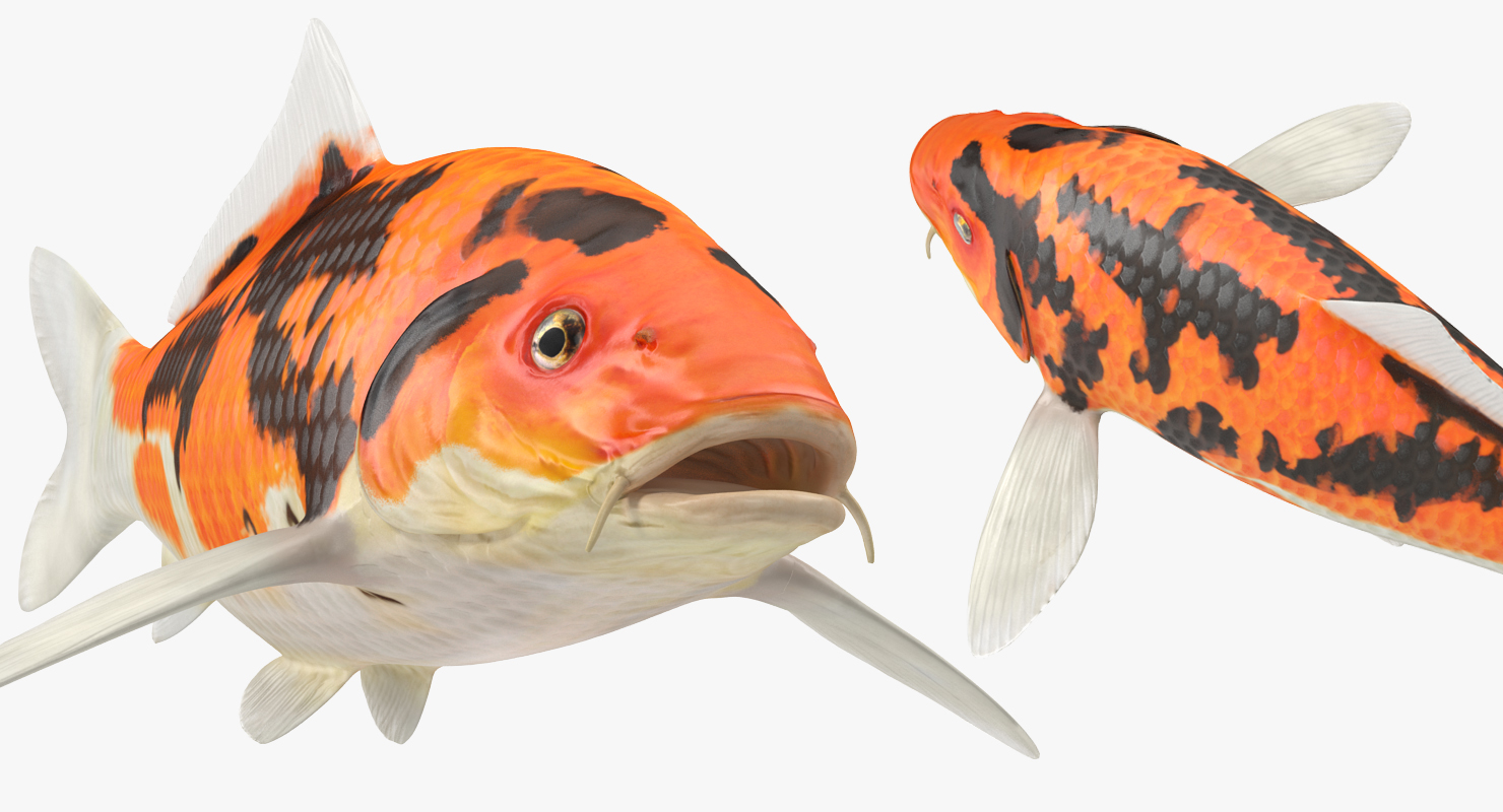 3D model Koi Fish Rigged