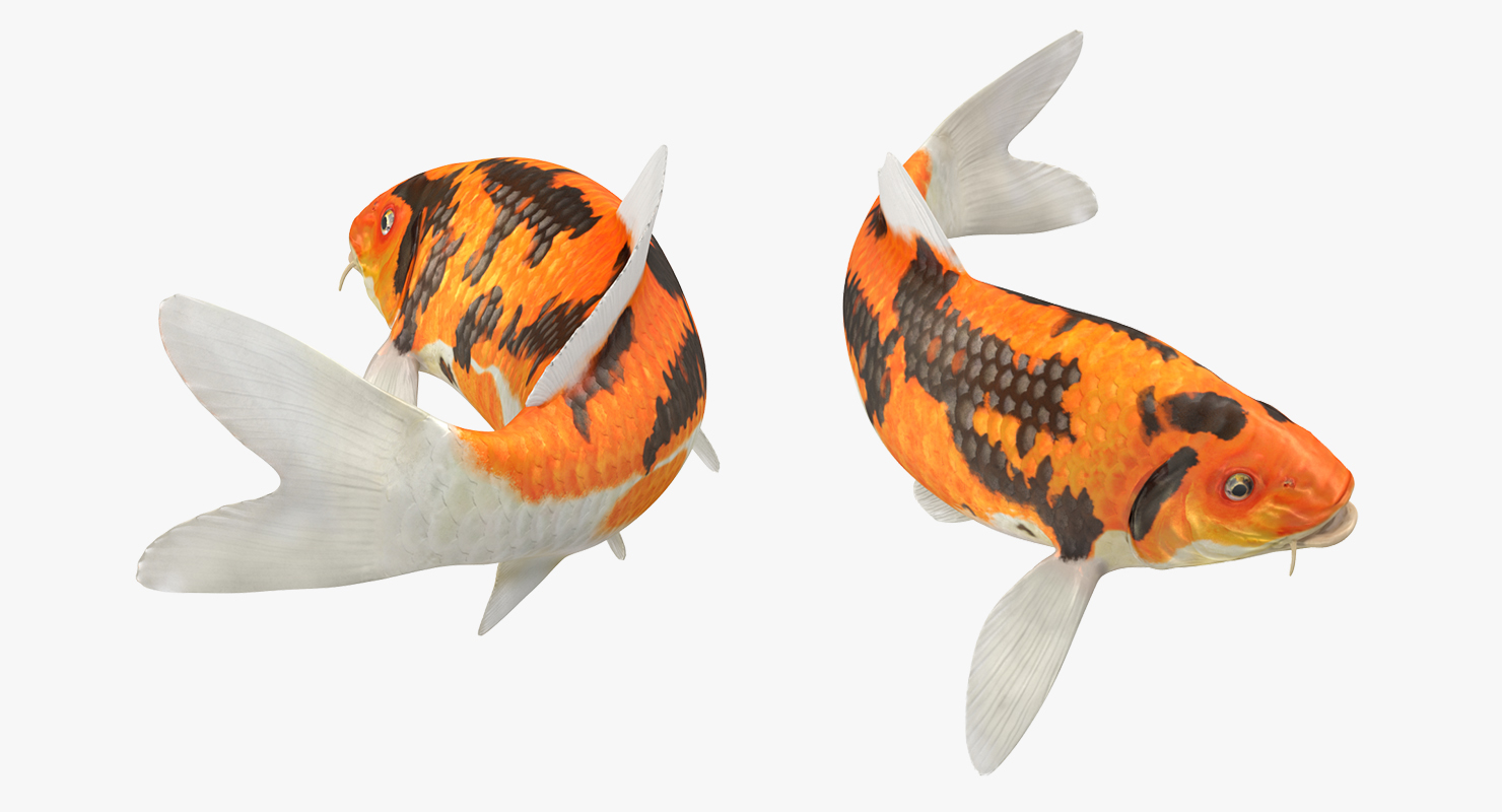 3D model Koi Fish Rigged