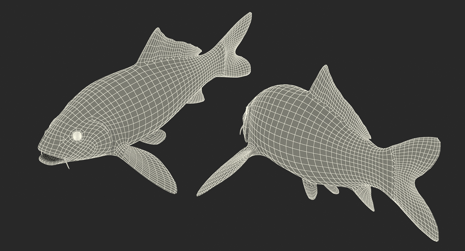 3D model Koi Fish Rigged