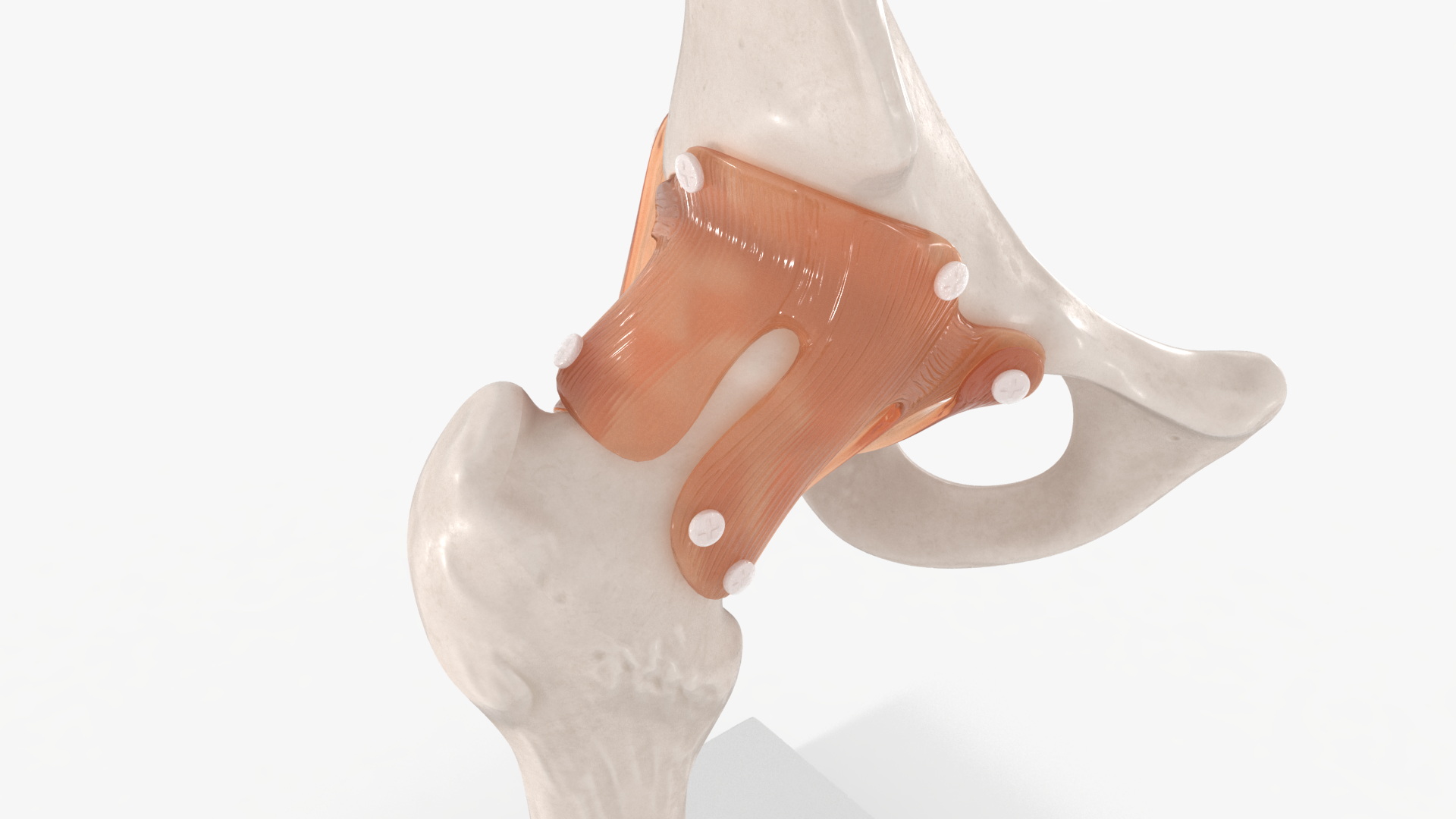 Hip Joint 3D model