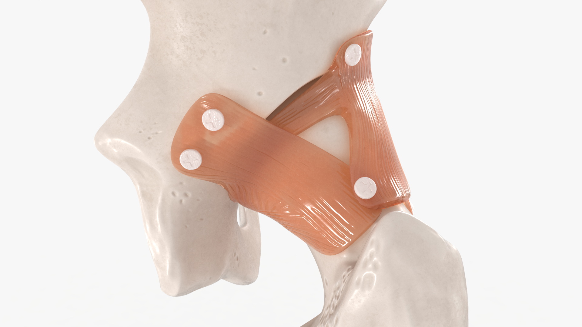 Hip Joint 3D model
