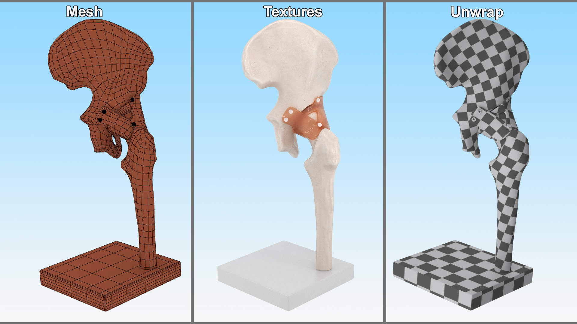 Hip Joint 3D model