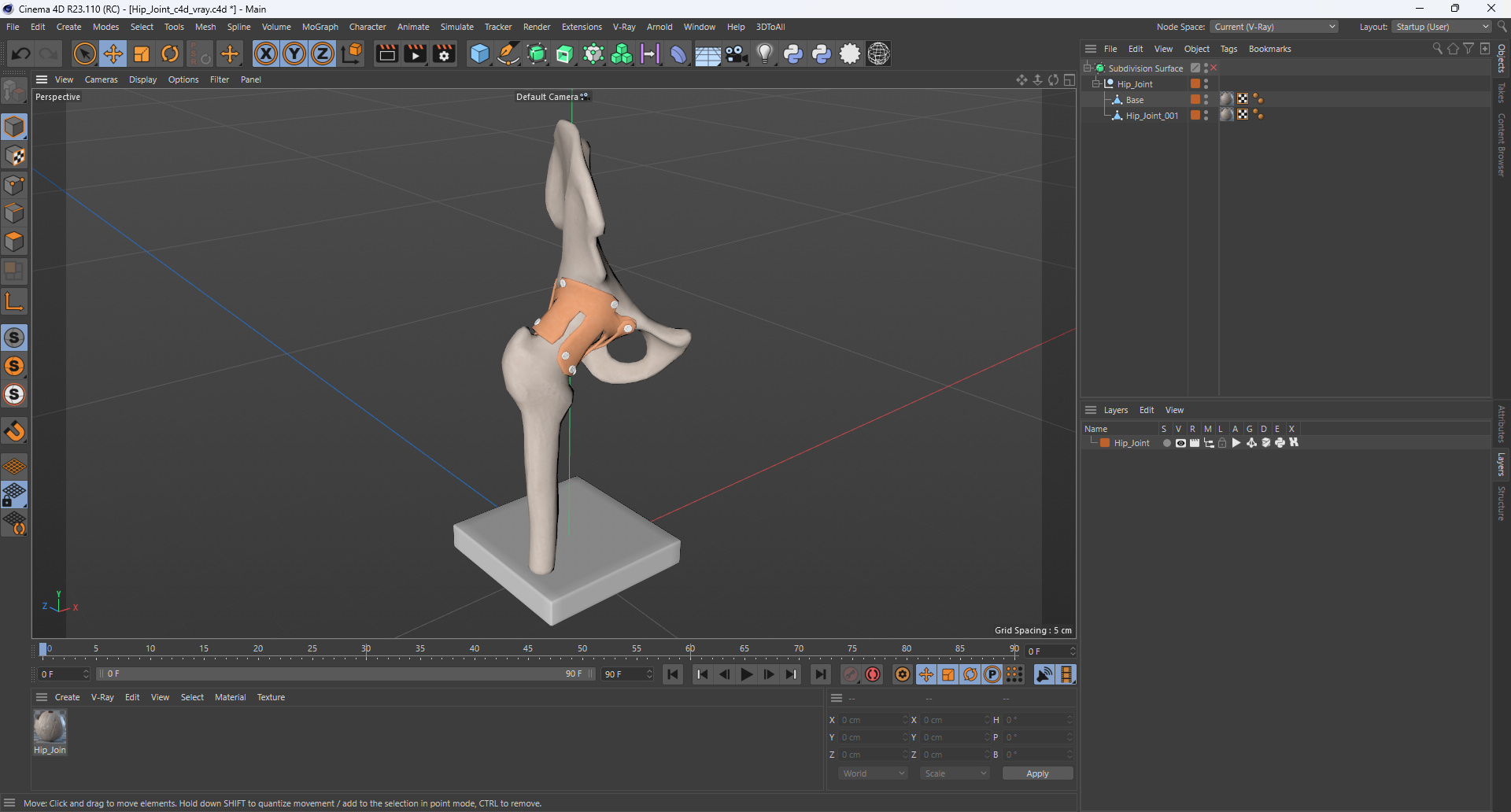 Hip Joint 3D model