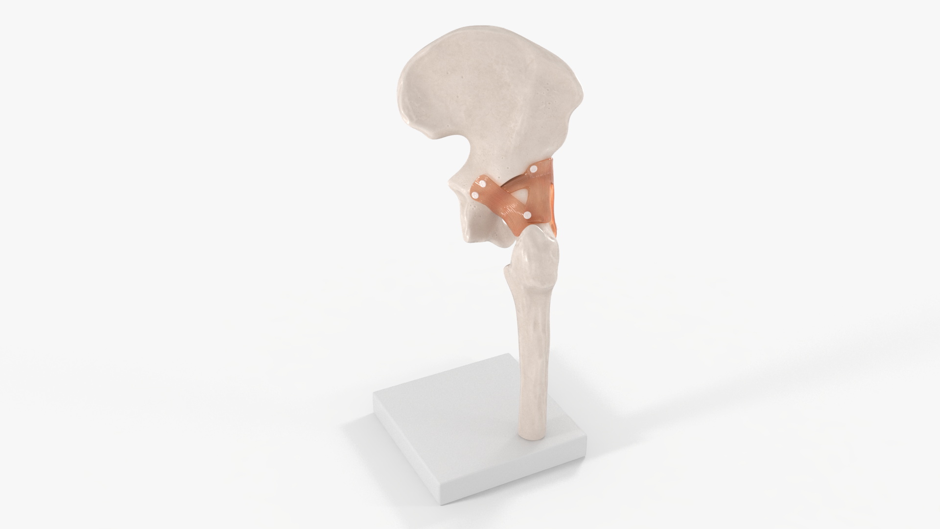 Hip Joint 3D model