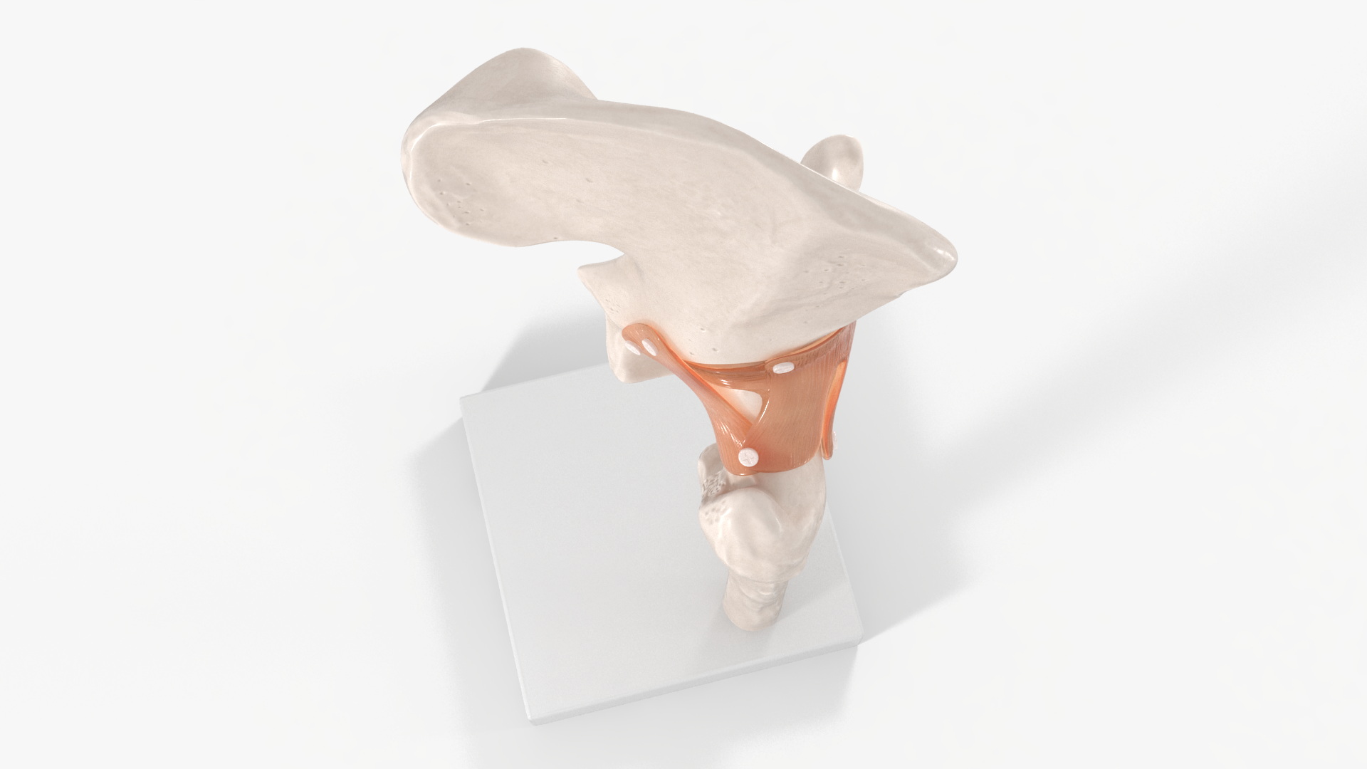 Hip Joint 3D model