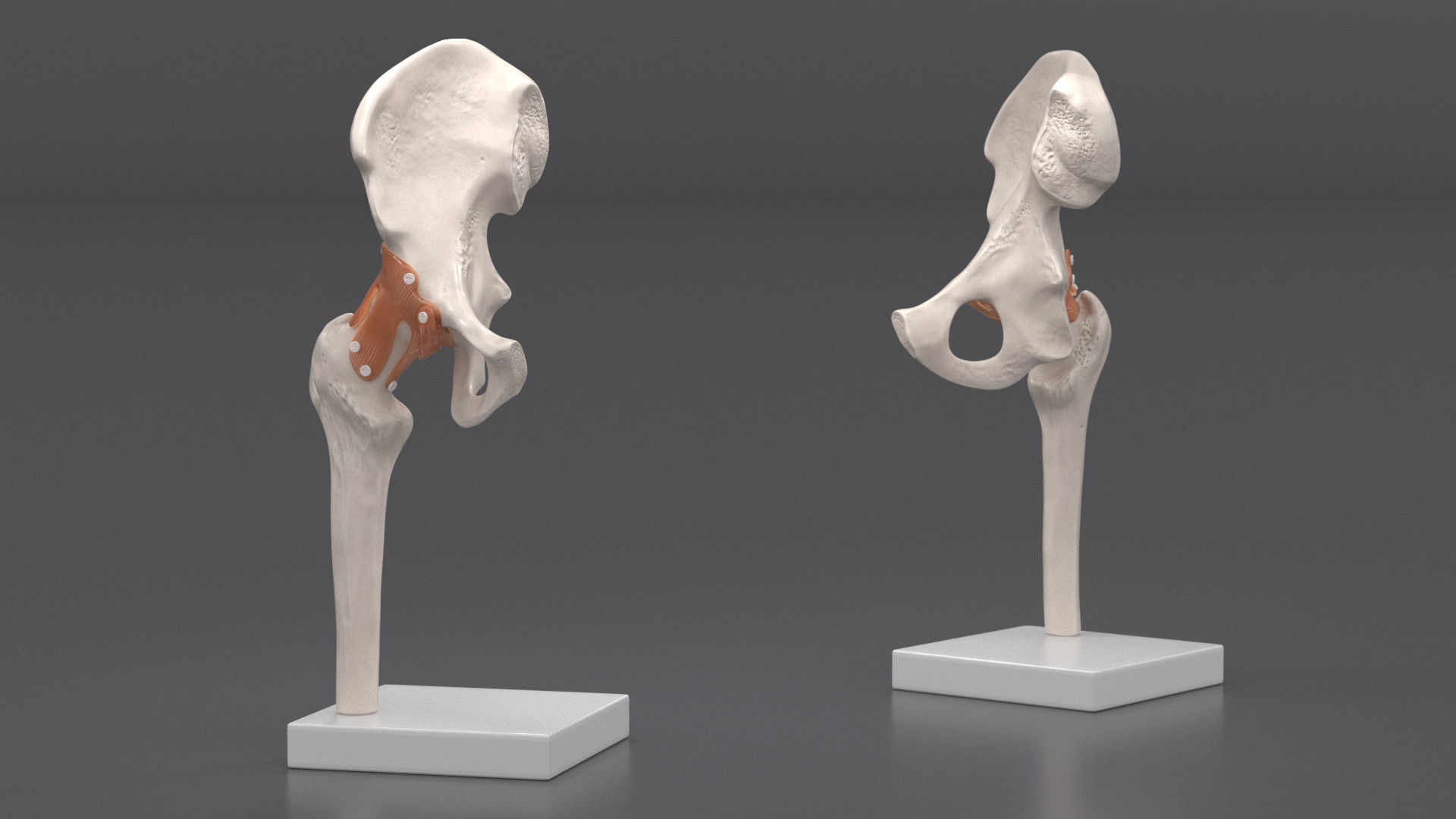 Hip Joint 3D model