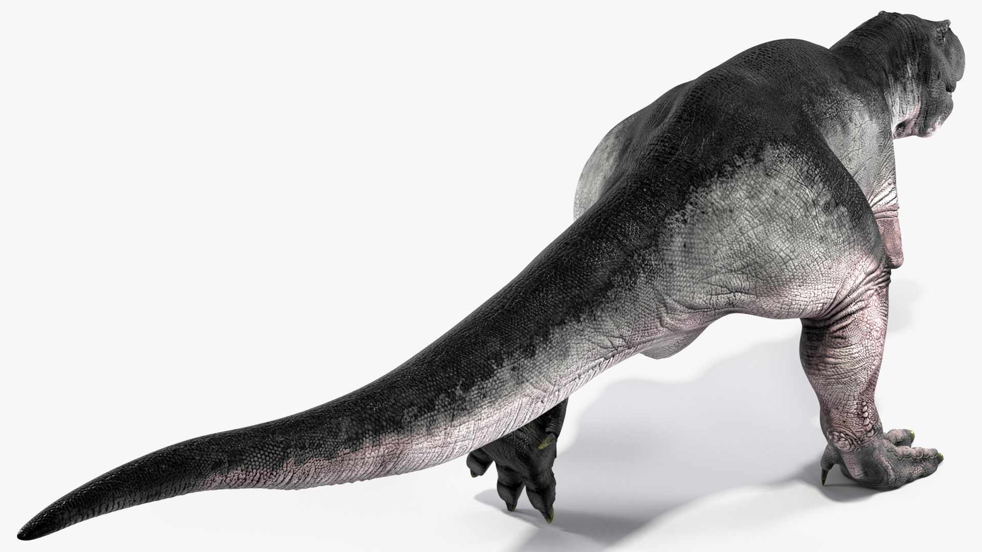 T Rex Walking Animated Rigged 3D model