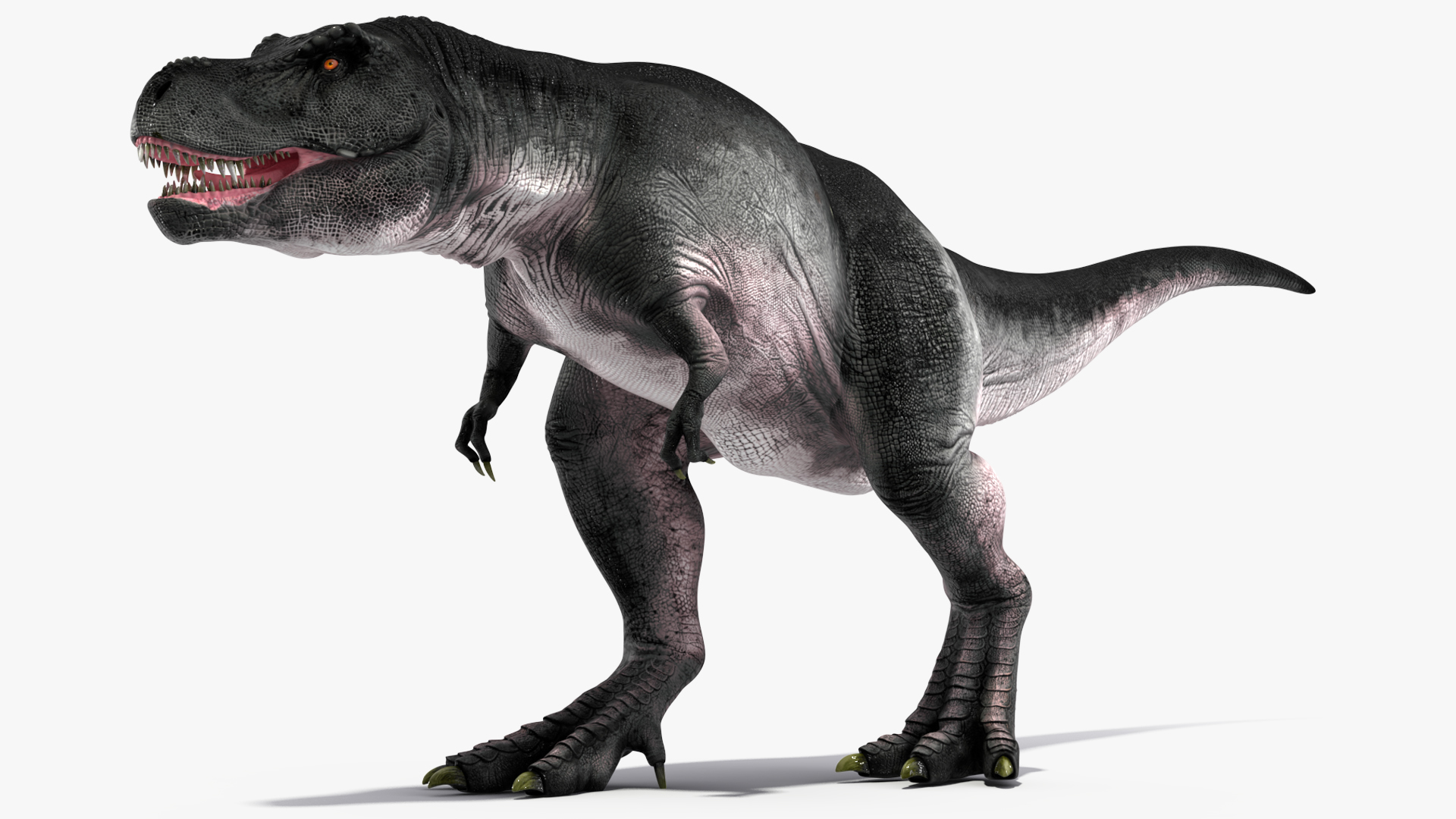 T Rex Walking Animated Rigged 3D model