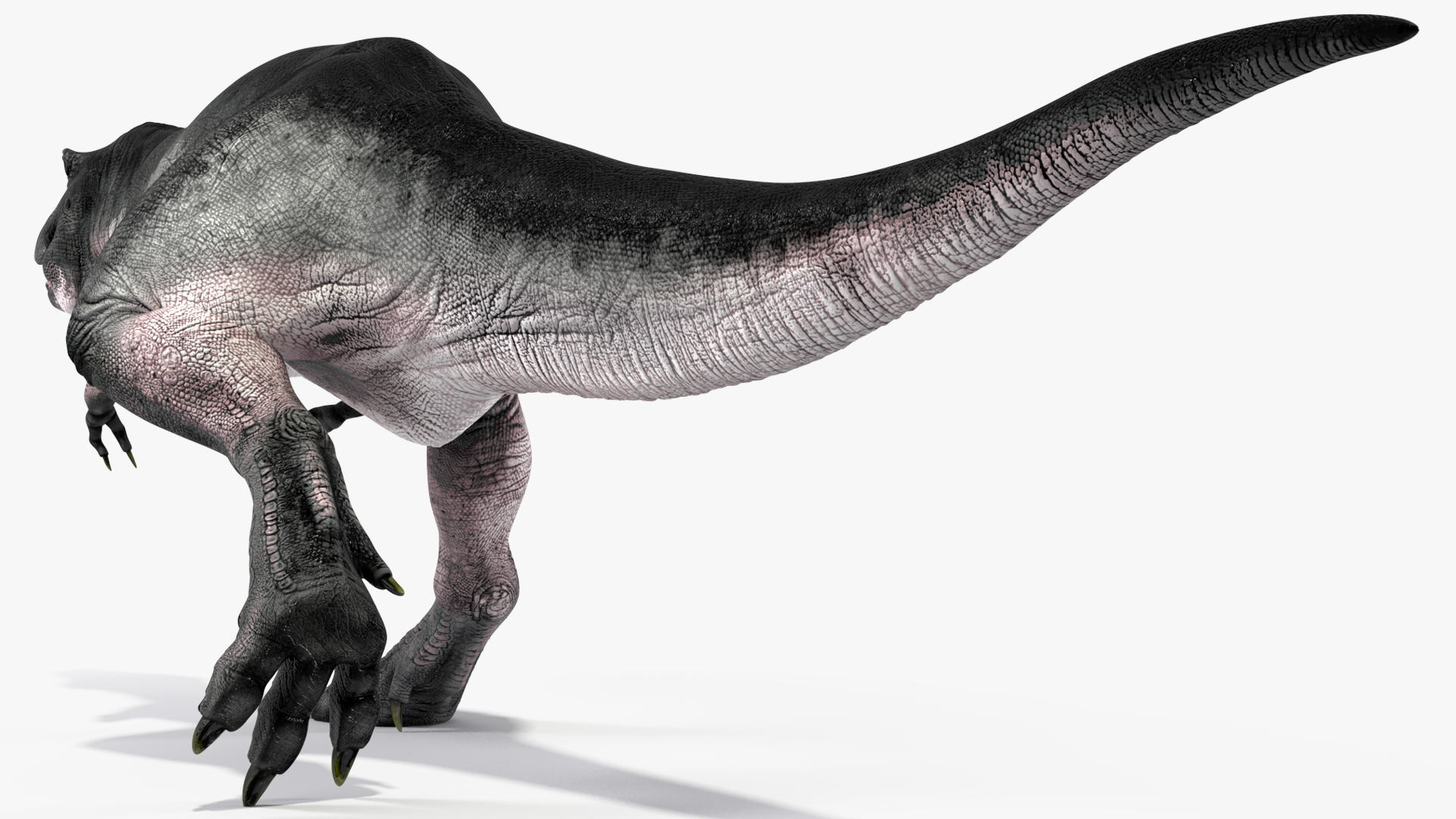 T Rex Walking Animated Rigged 3D model