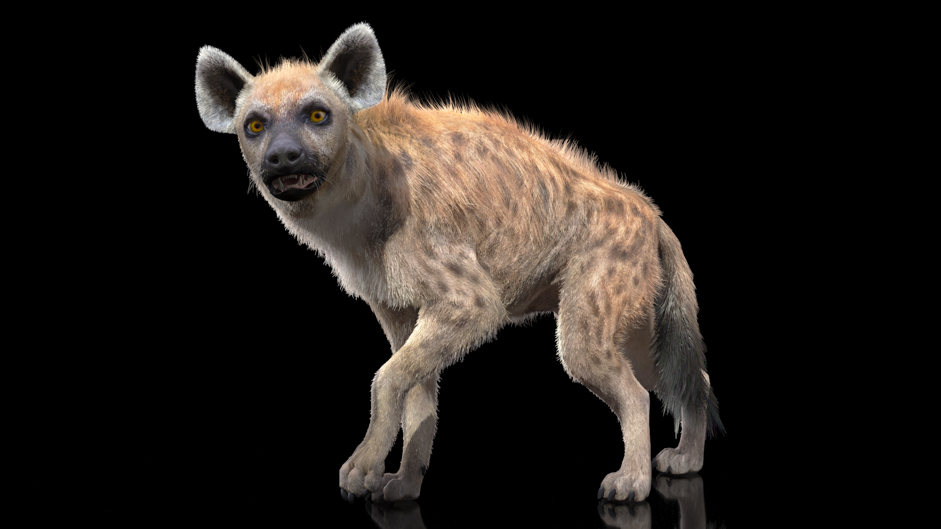 3D Hyena Fur Rigged