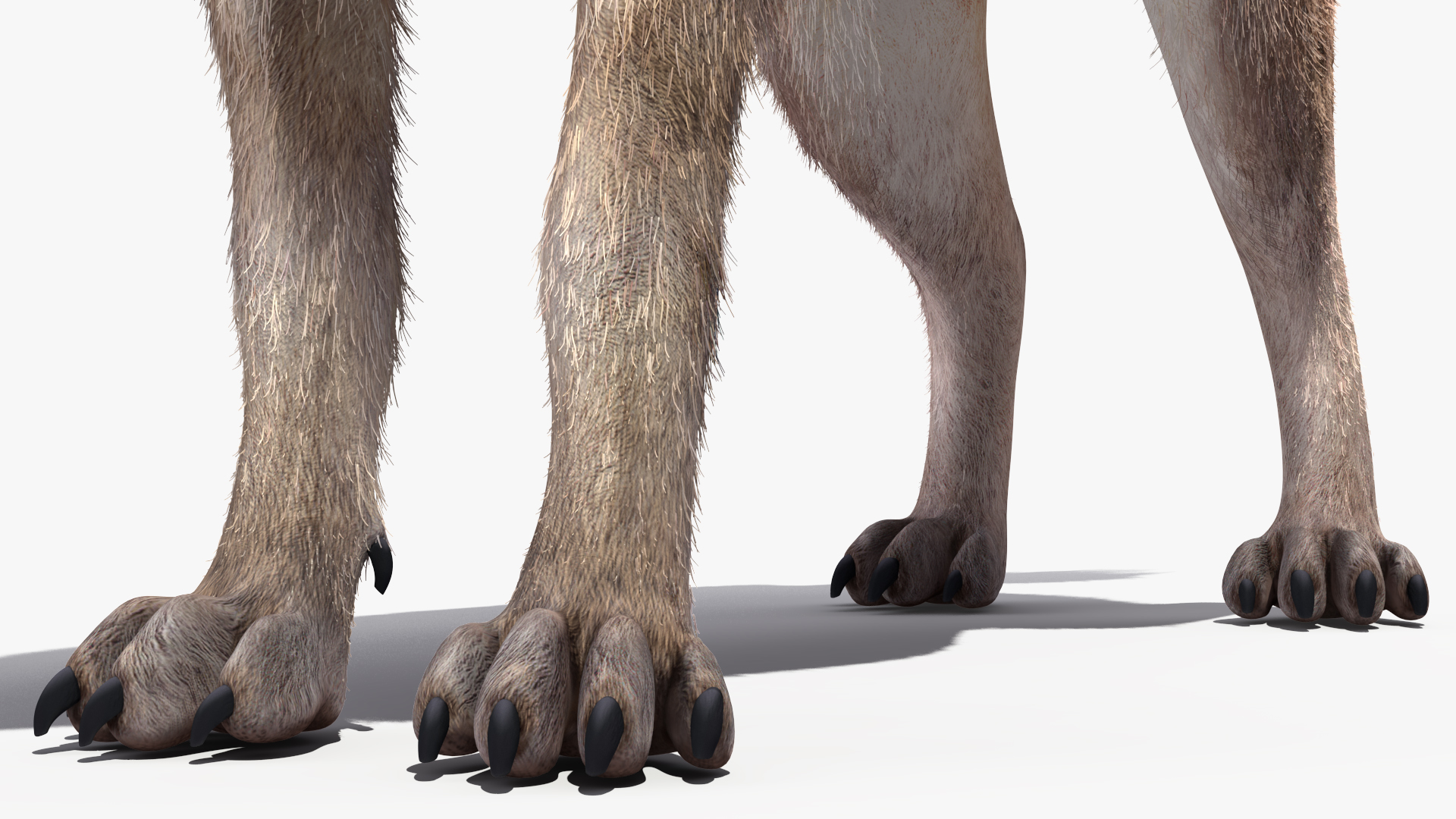 3D Hyena Fur Rigged