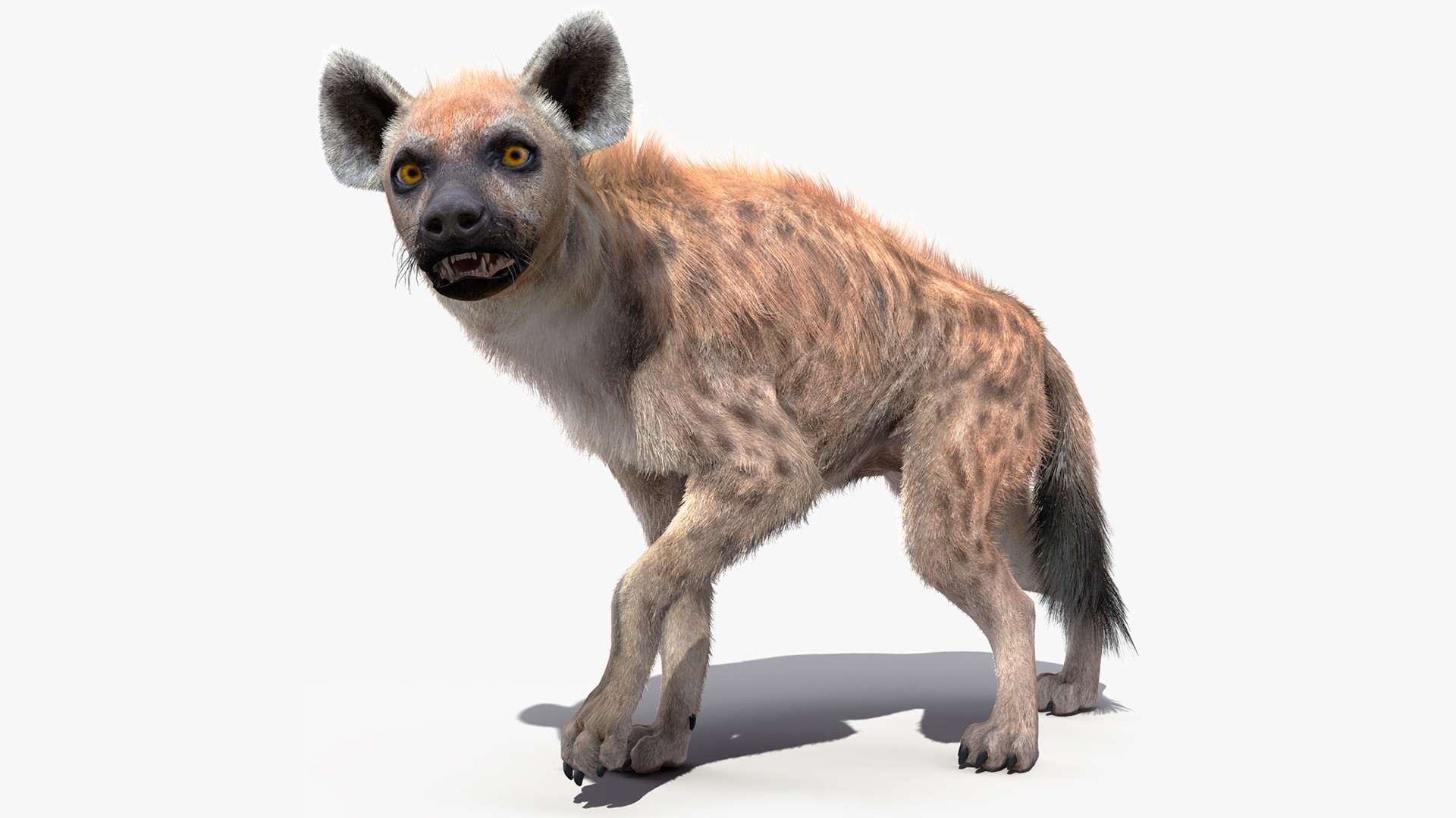 3D Hyena Fur Rigged
