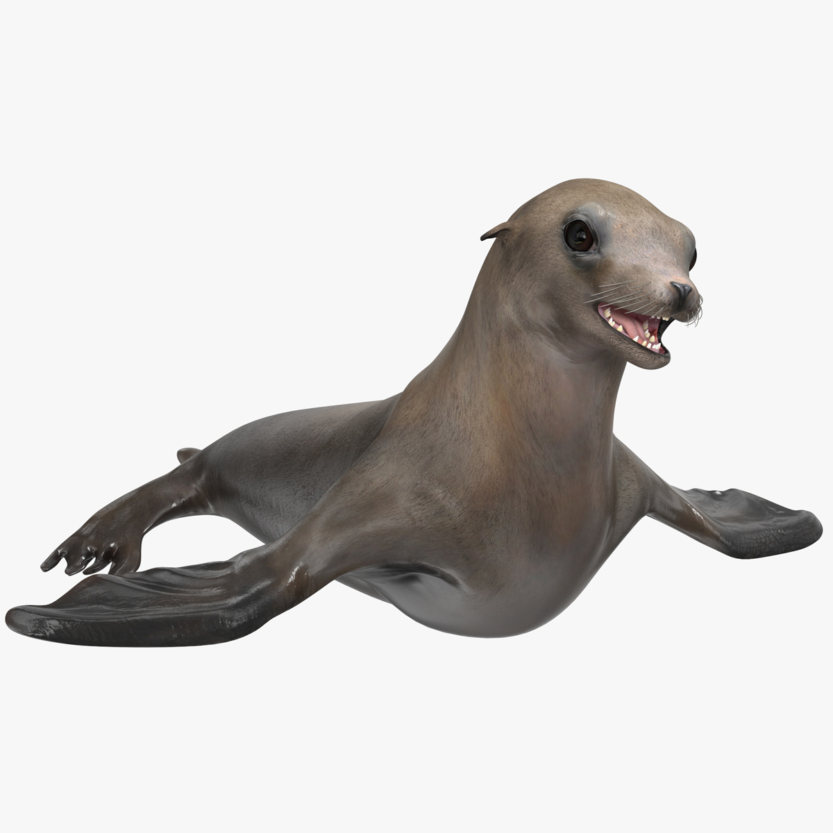 3D model California Sea Lion Rigged for Maya