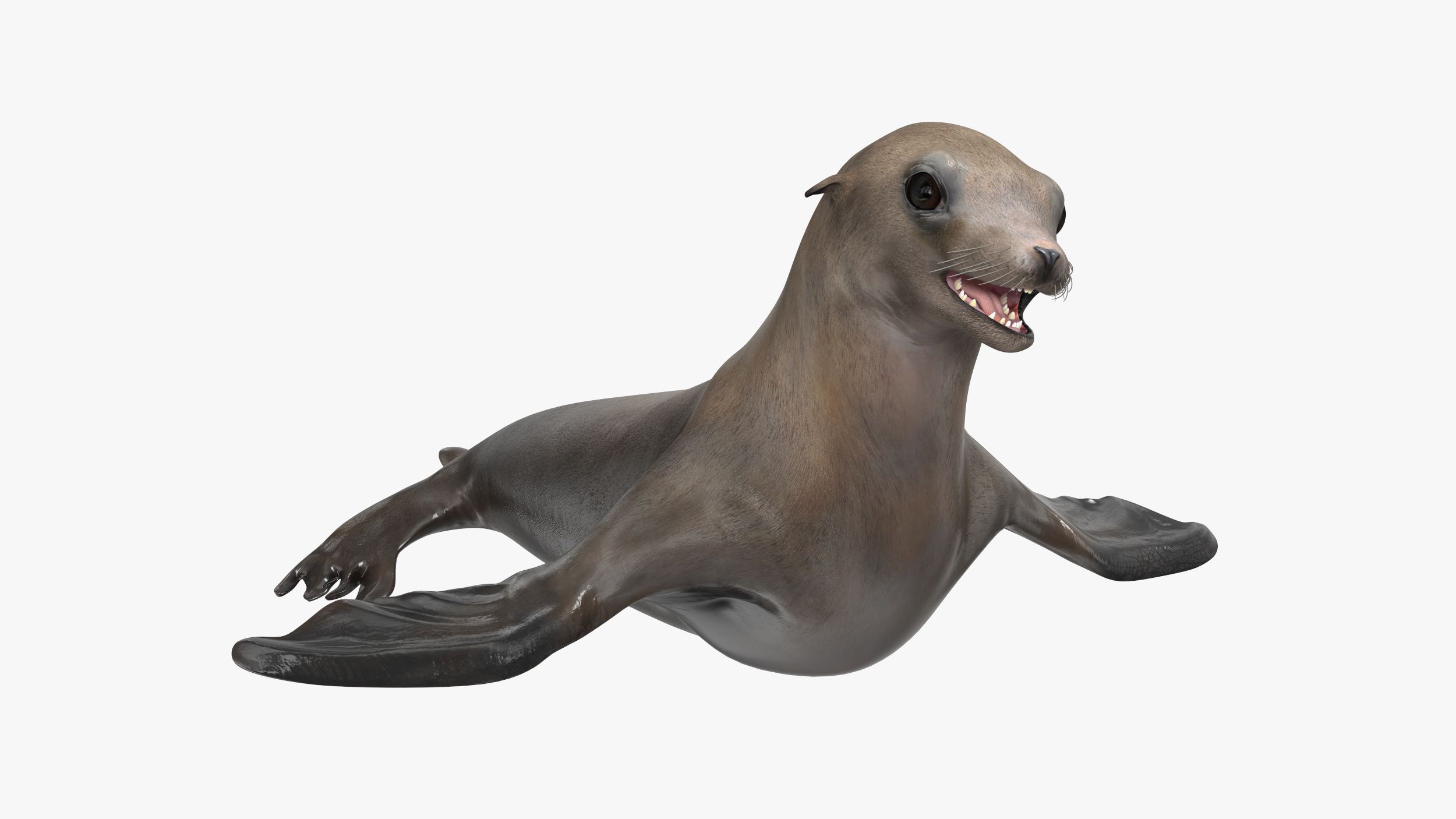 3D model California Sea Lion Rigged for Maya
