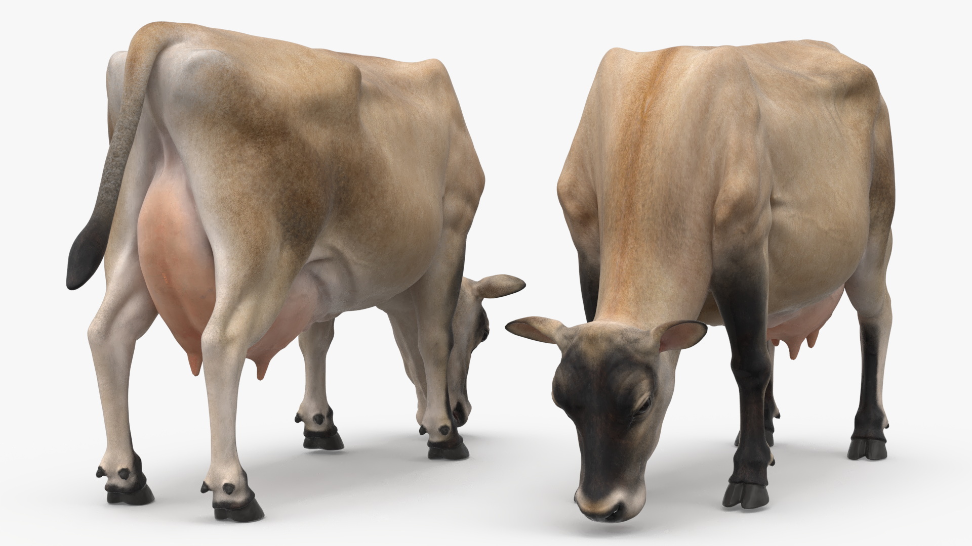 Jersey Heifer Eats Beige 3D model