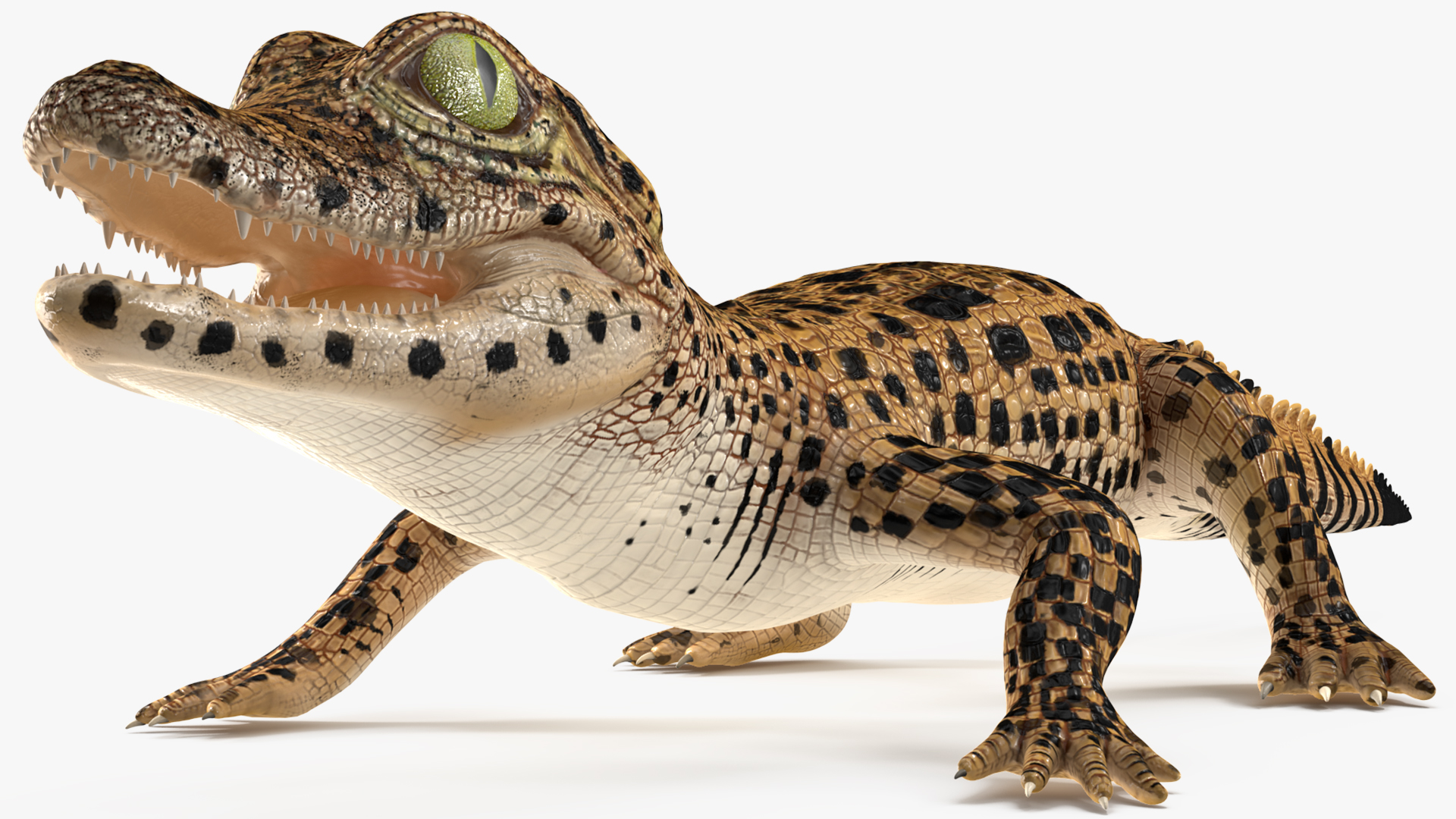 3D model Baby Crocodile Dark Color