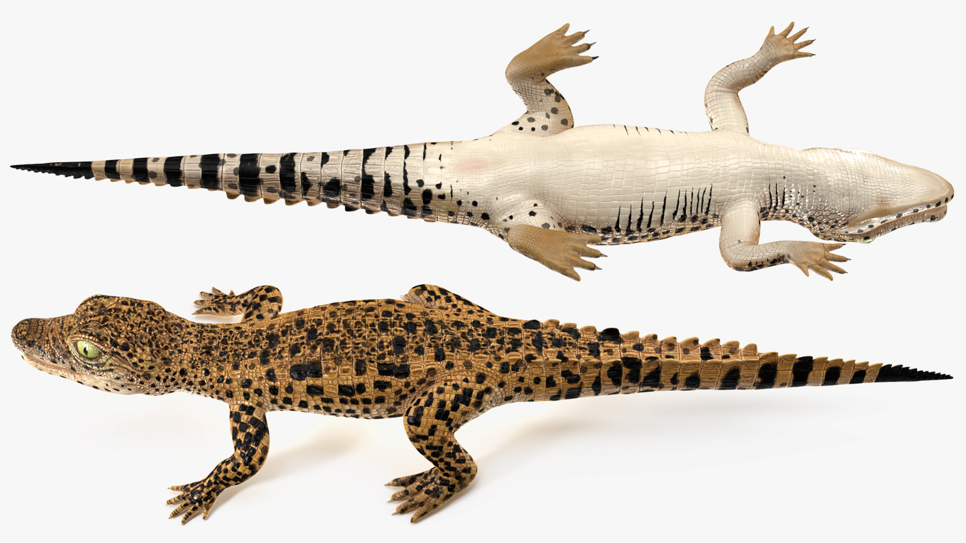 3D model Baby Crocodile Dark Color