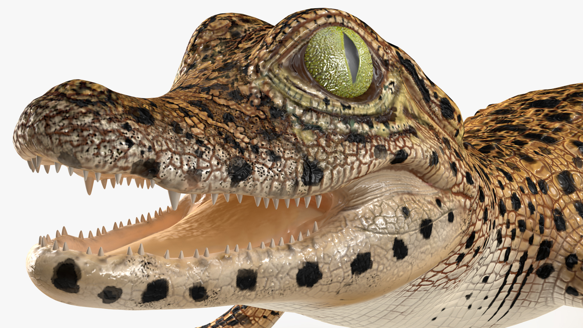 3D model Baby Crocodile Dark Color