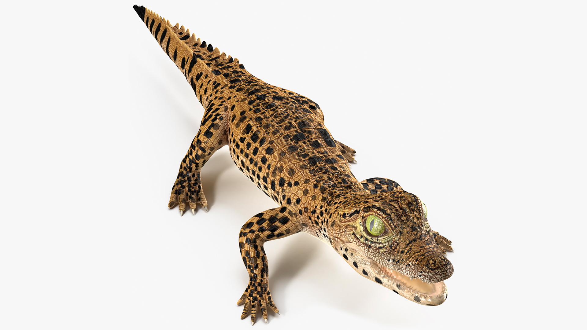 3D model Baby Crocodile Dark Color