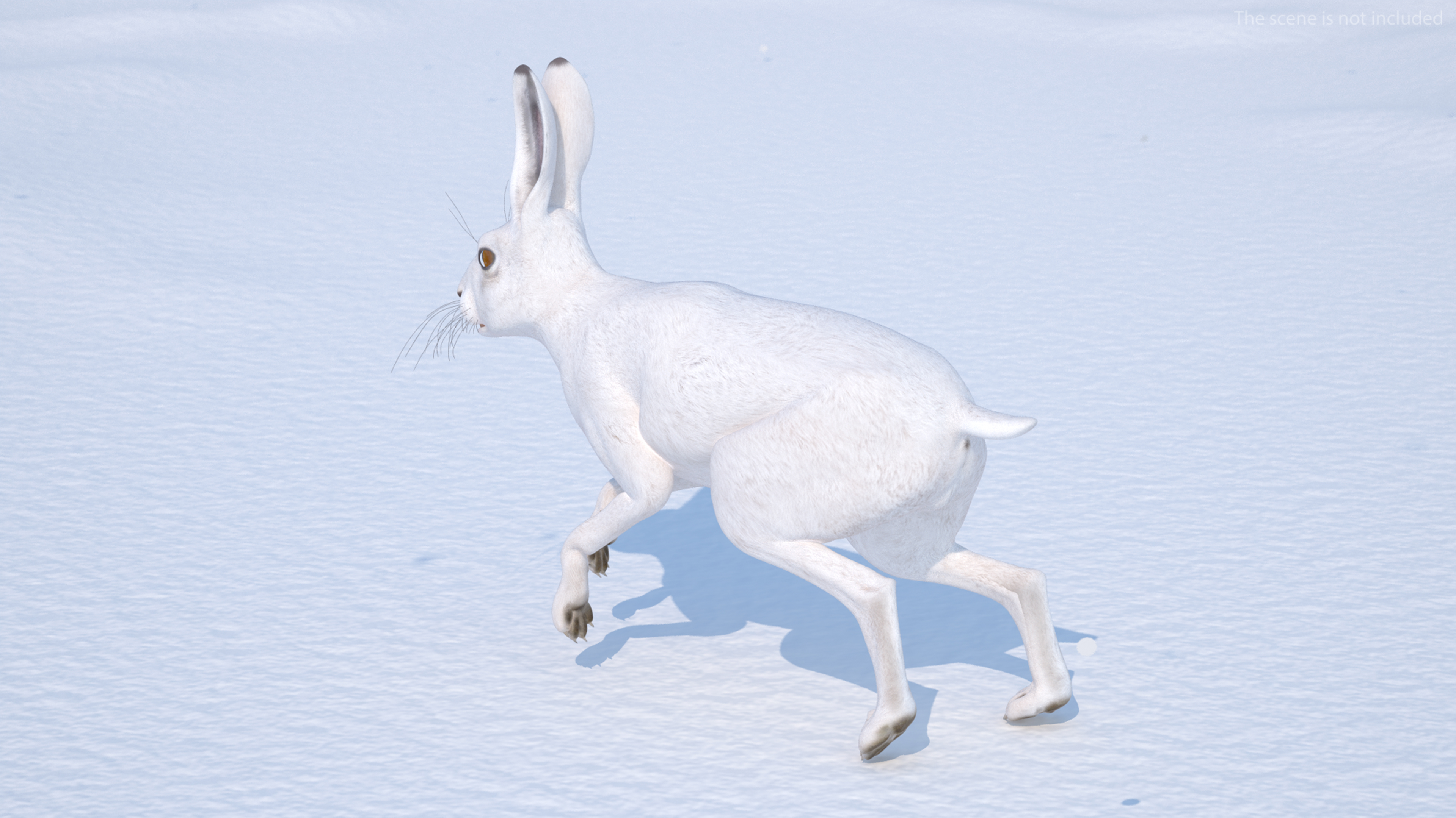 3D model White Hare  Animated