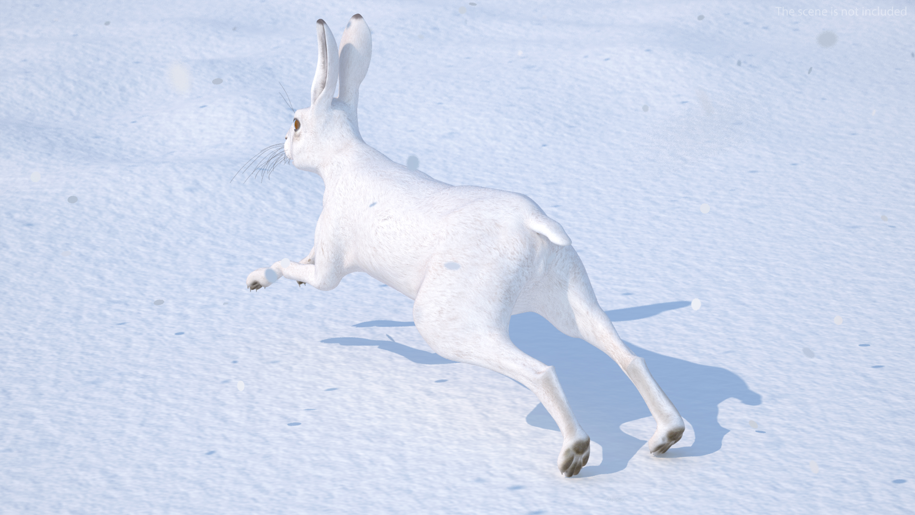 3D model White Hare  Animated