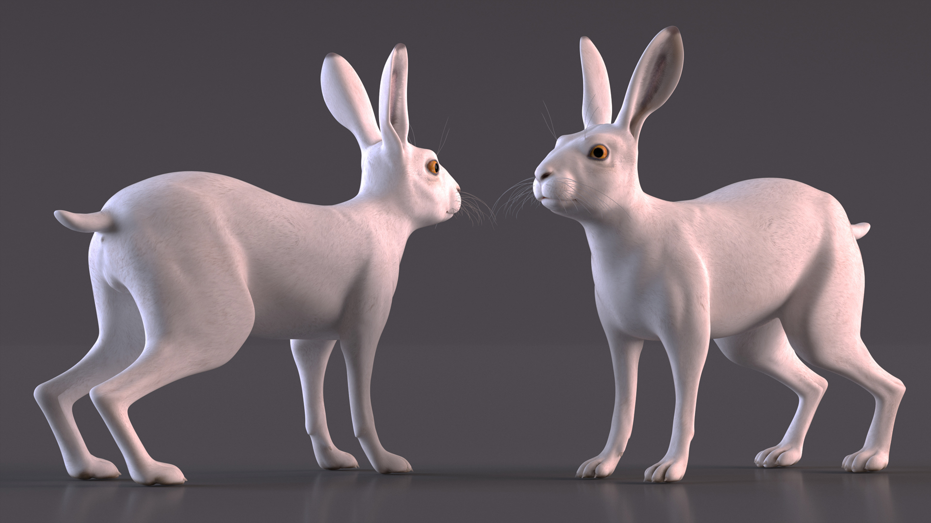 3D model White Hare  Animated