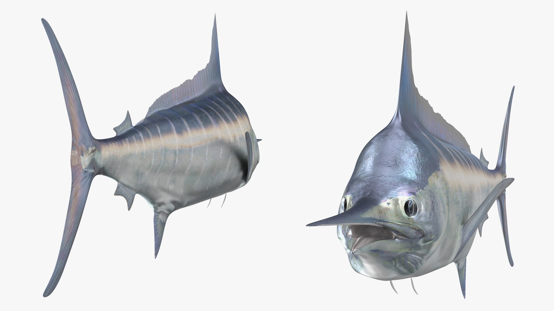 Striped Marlin Fish 3D model