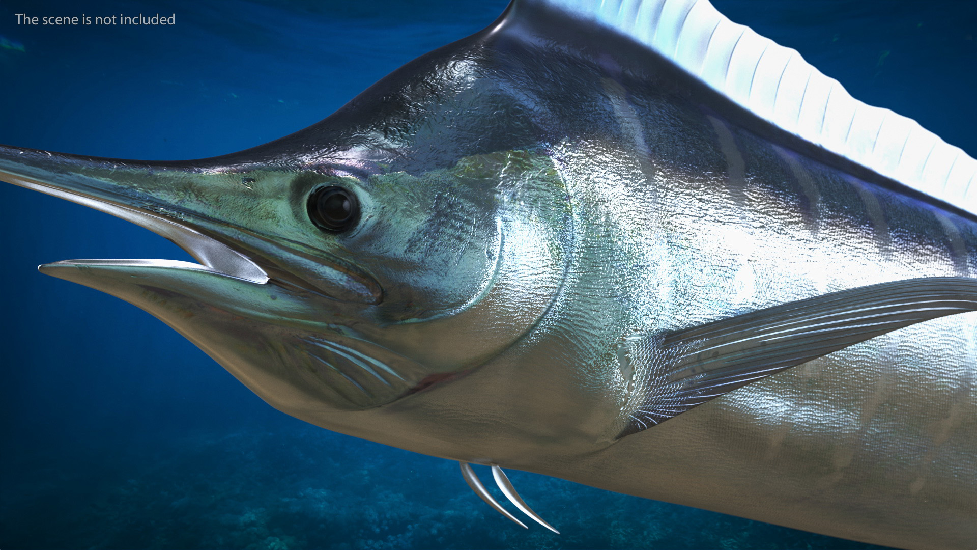 Striped Marlin Fish 3D model