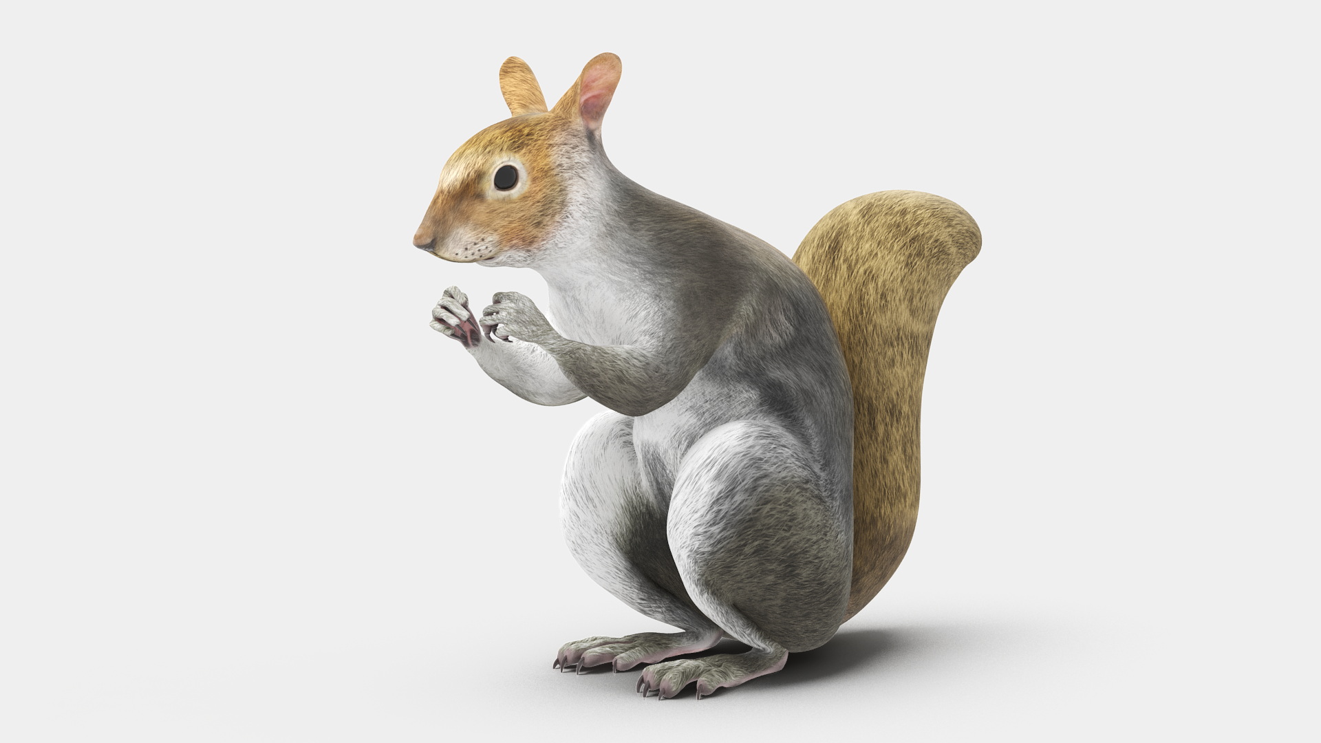 Gray Squirrel Rigged for Maya 3D model