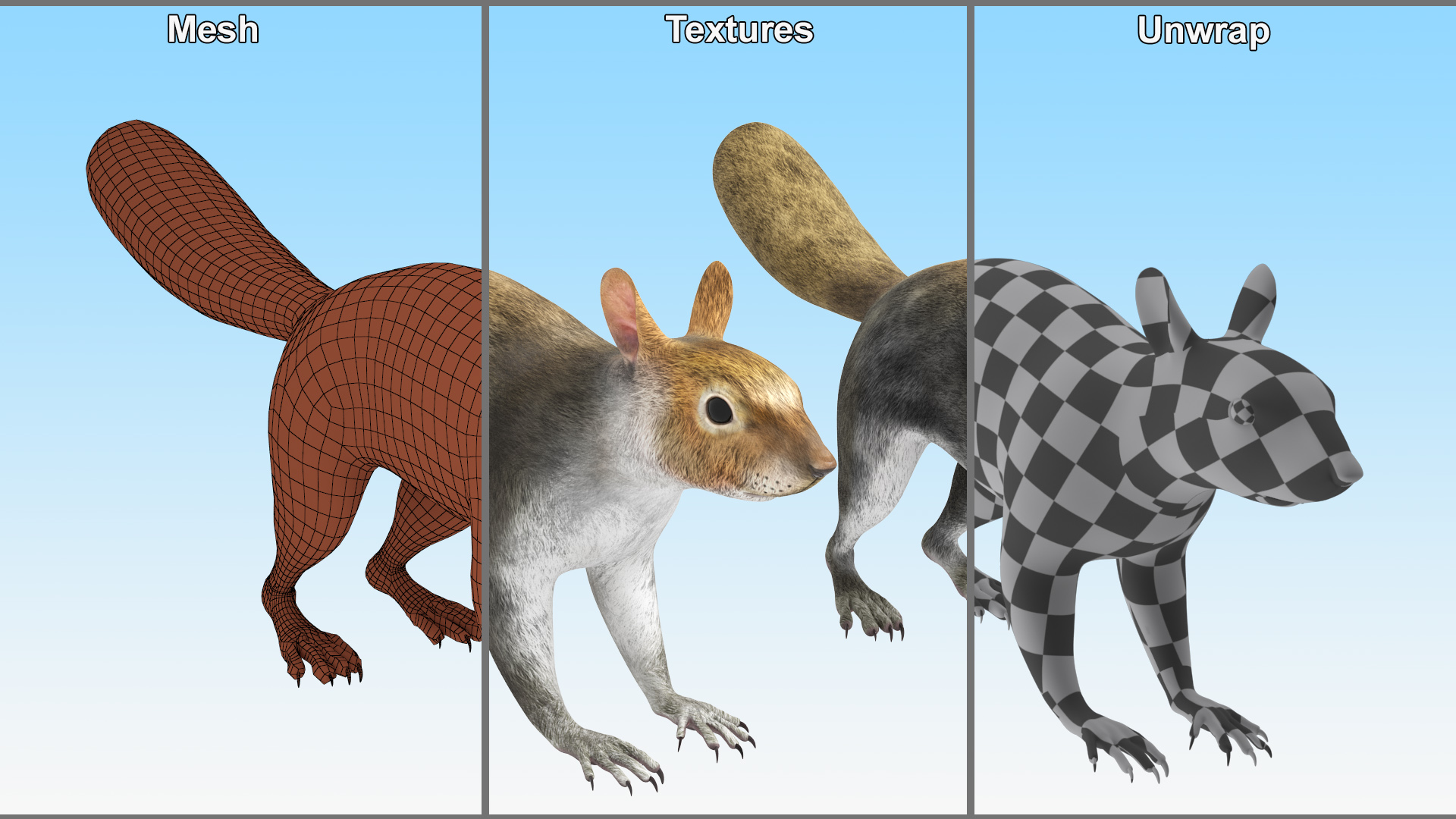 Gray Squirrel Rigged for Maya 3D model