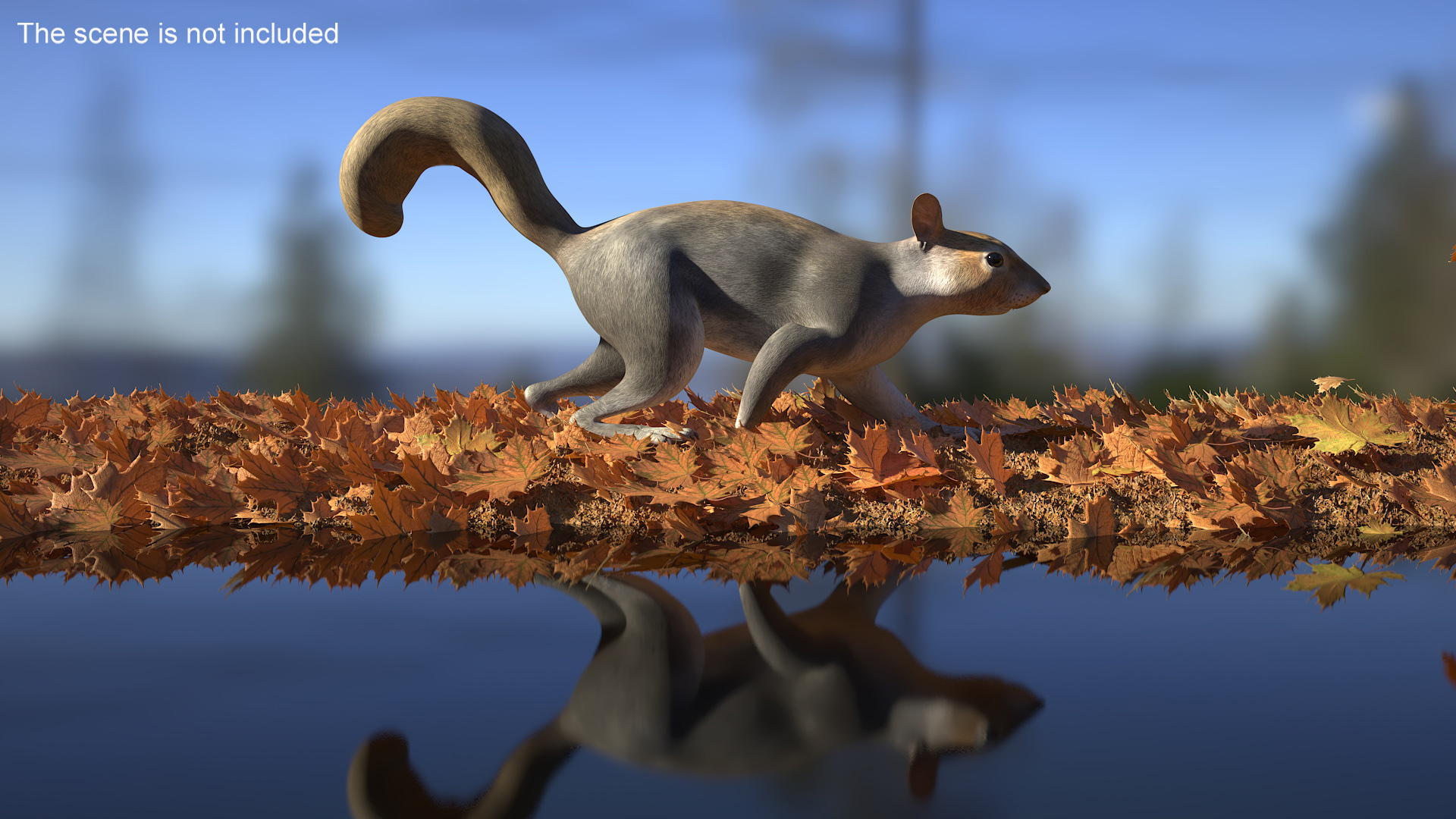 Gray Squirrel Rigged for Maya 3D model