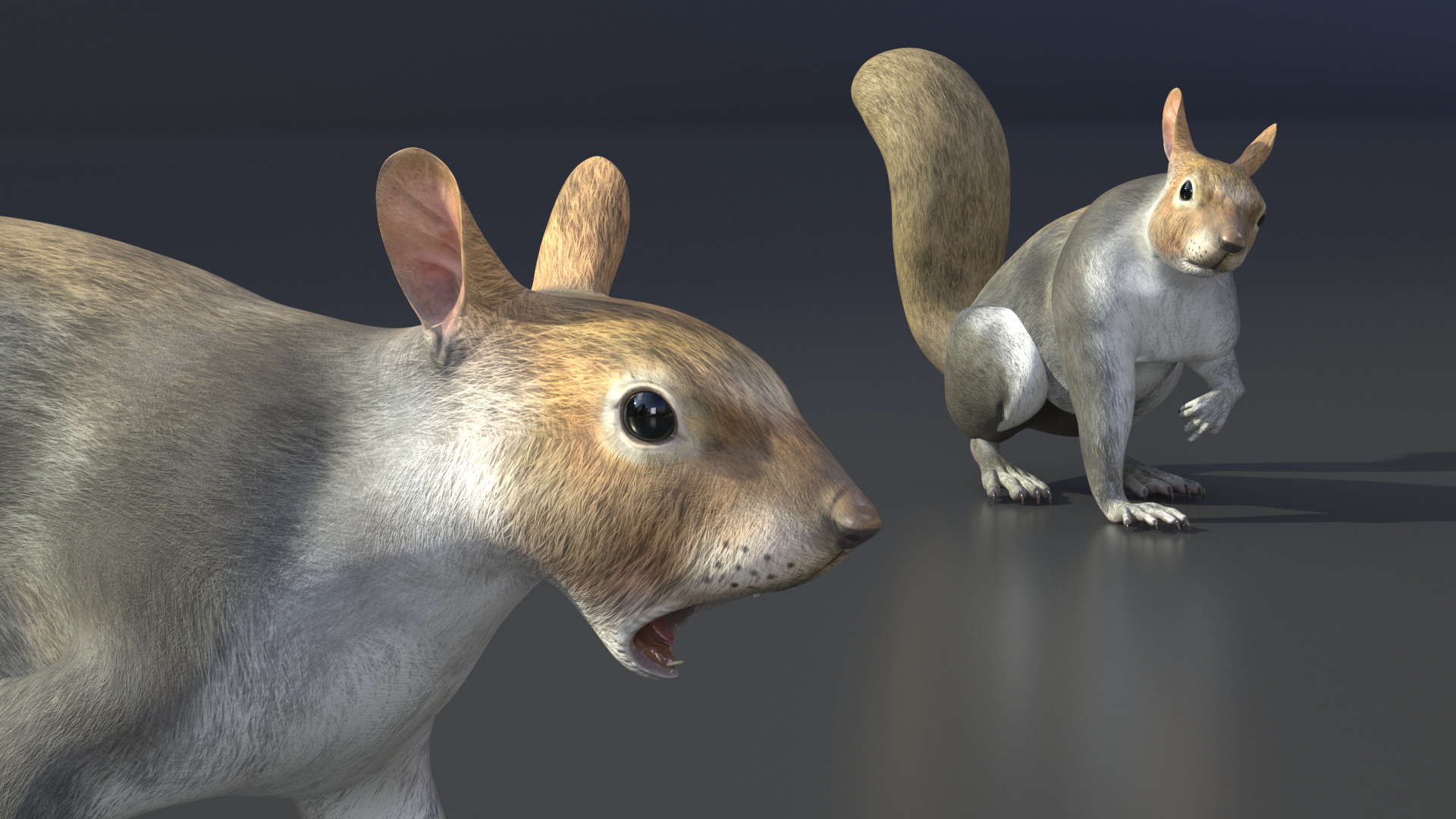 Gray Squirrel Rigged for Maya 3D model