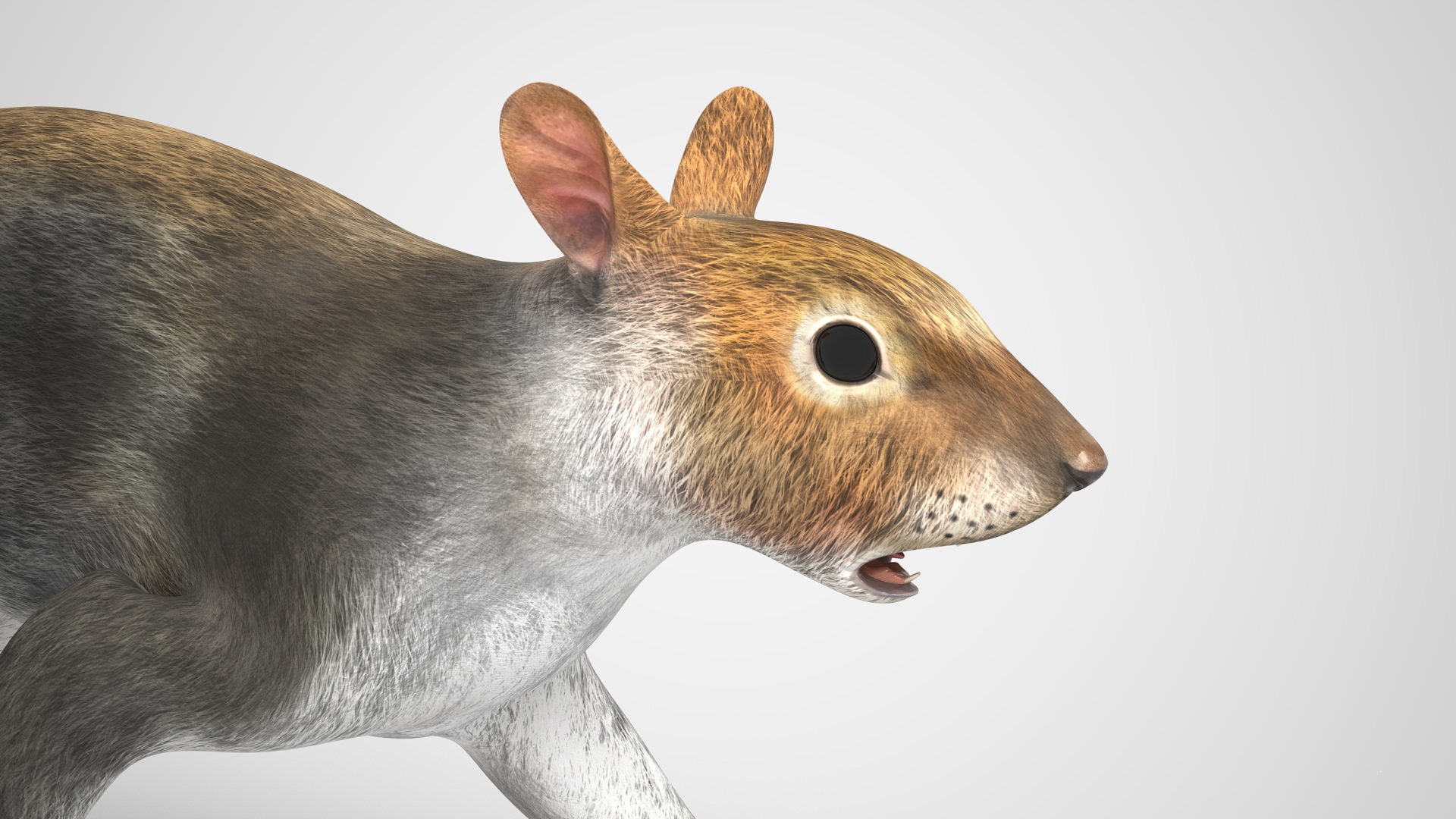 Gray Squirrel Rigged for Maya 3D model