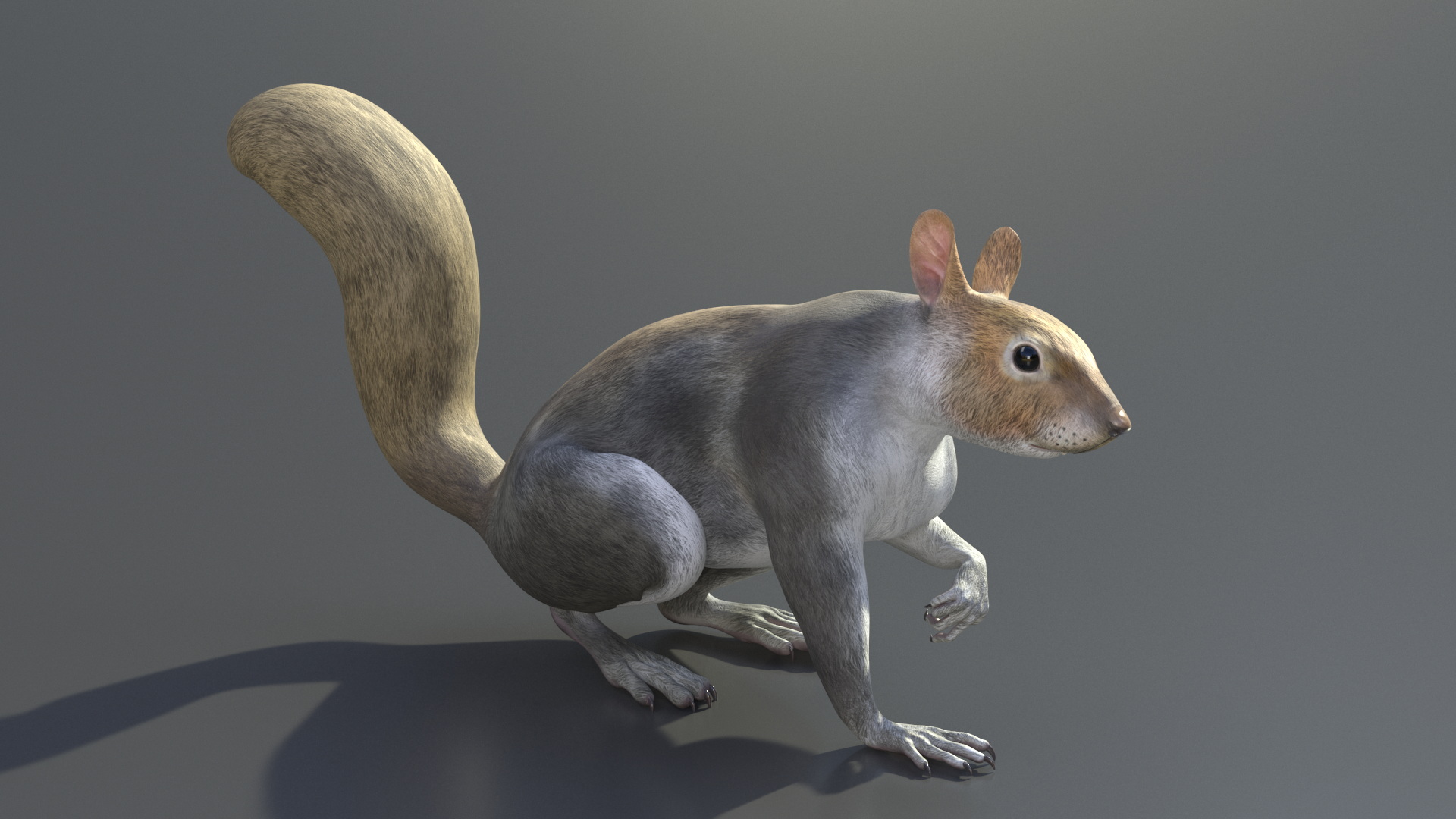 Gray Squirrel Rigged for Maya 3D model