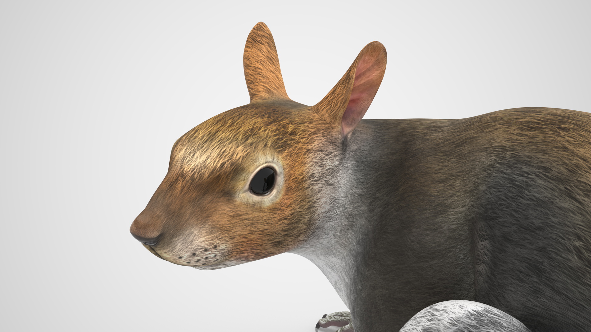 Gray Squirrel Rigged for Maya 3D model