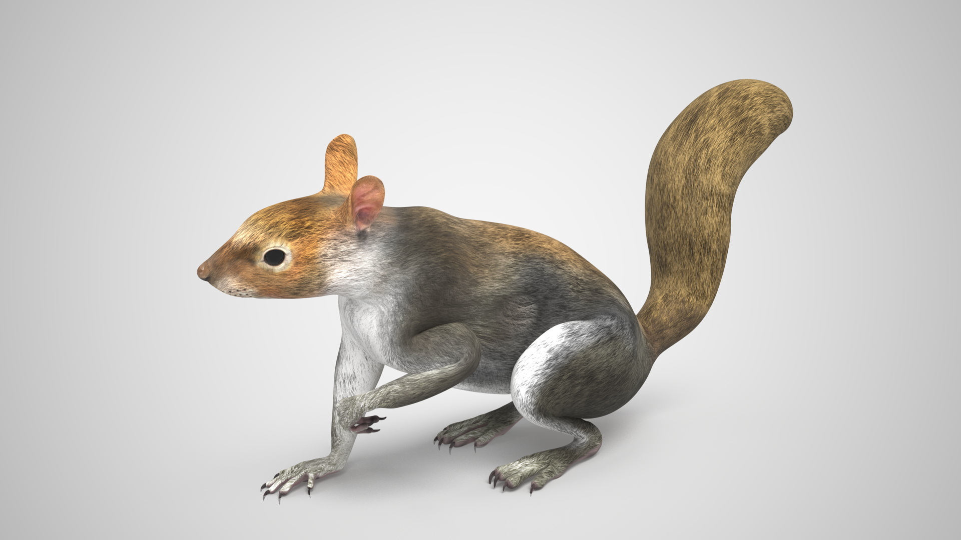 Gray Squirrel Rigged for Maya 3D model
