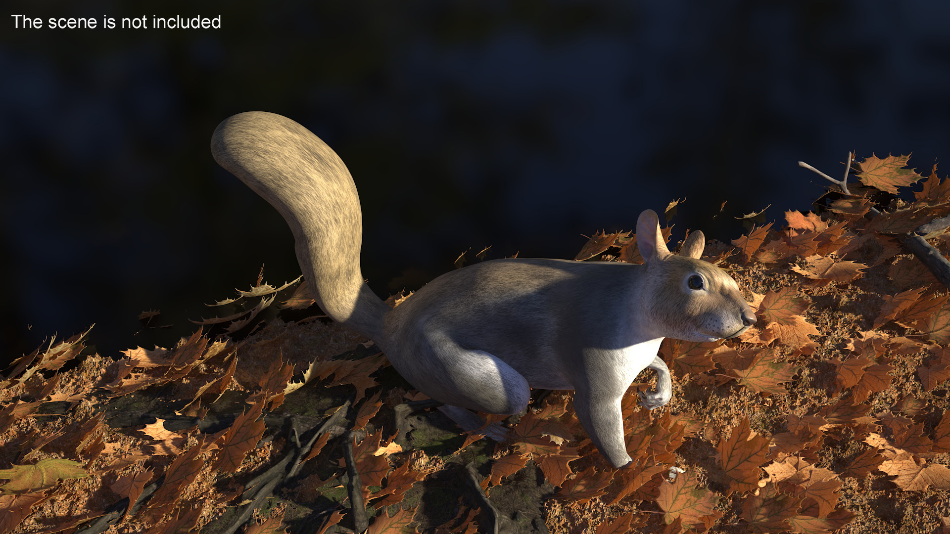 Gray Squirrel Rigged for Maya 3D model