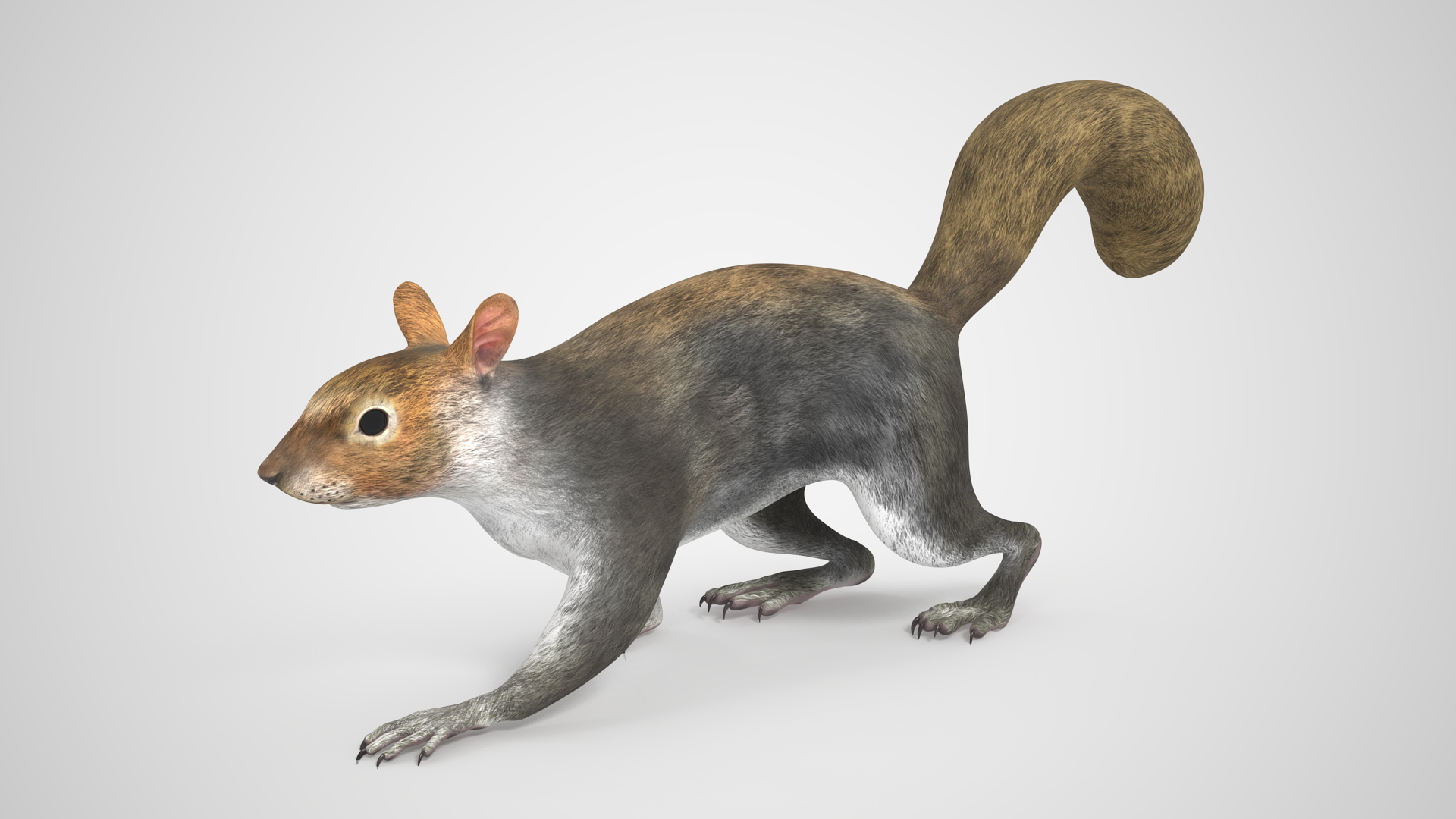 Gray Squirrel Rigged for Maya 3D model